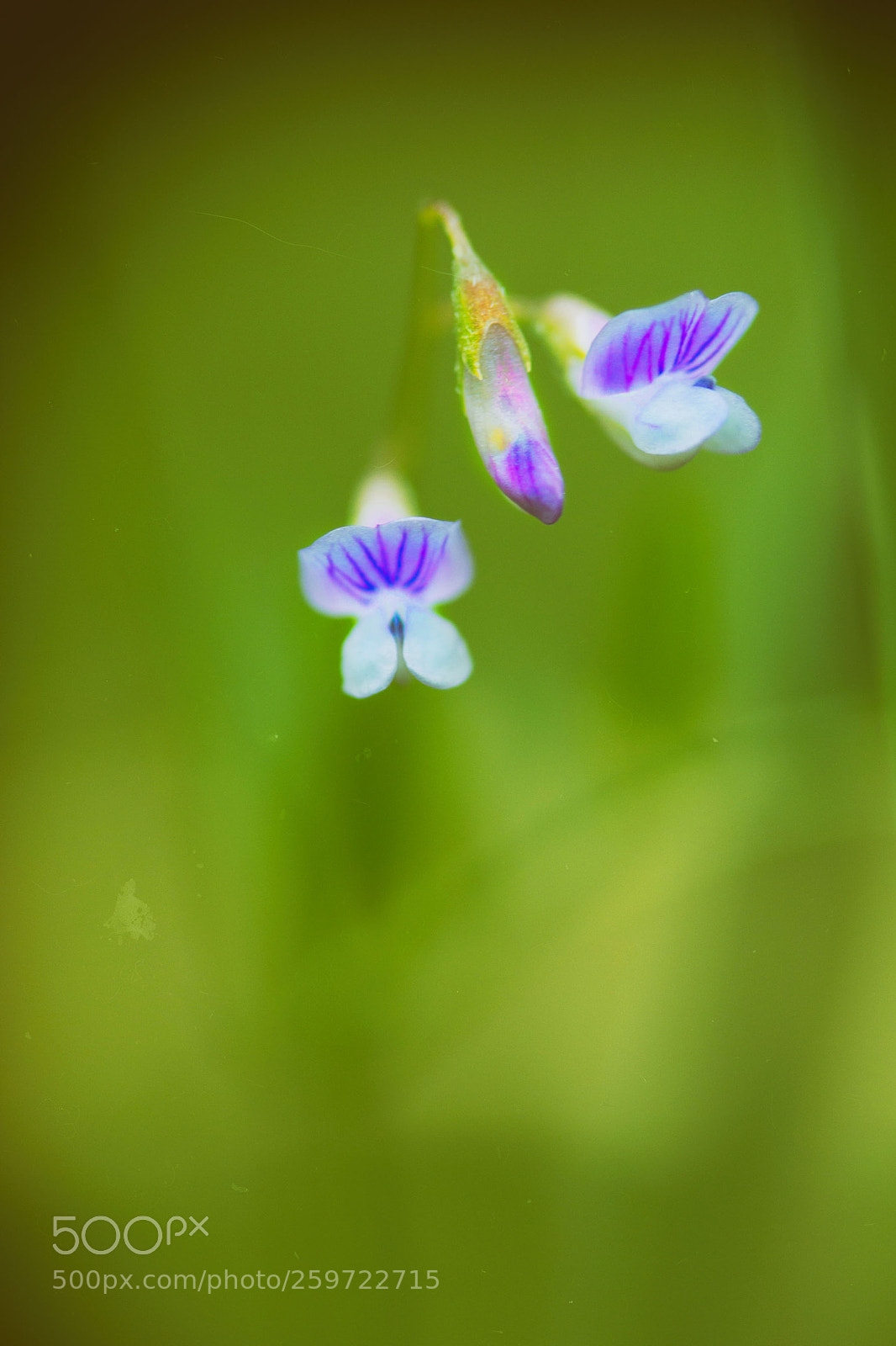 Canon EOS 600D (Rebel EOS T3i / EOS Kiss X5) sample photo. Little blossom photography