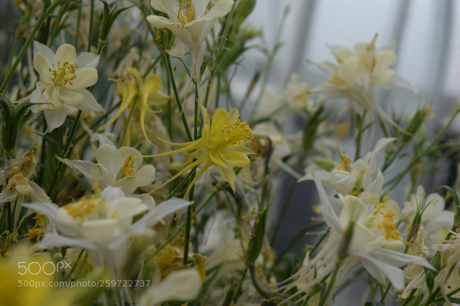 Nikon D3300 sample photo. Yellow flowers photography