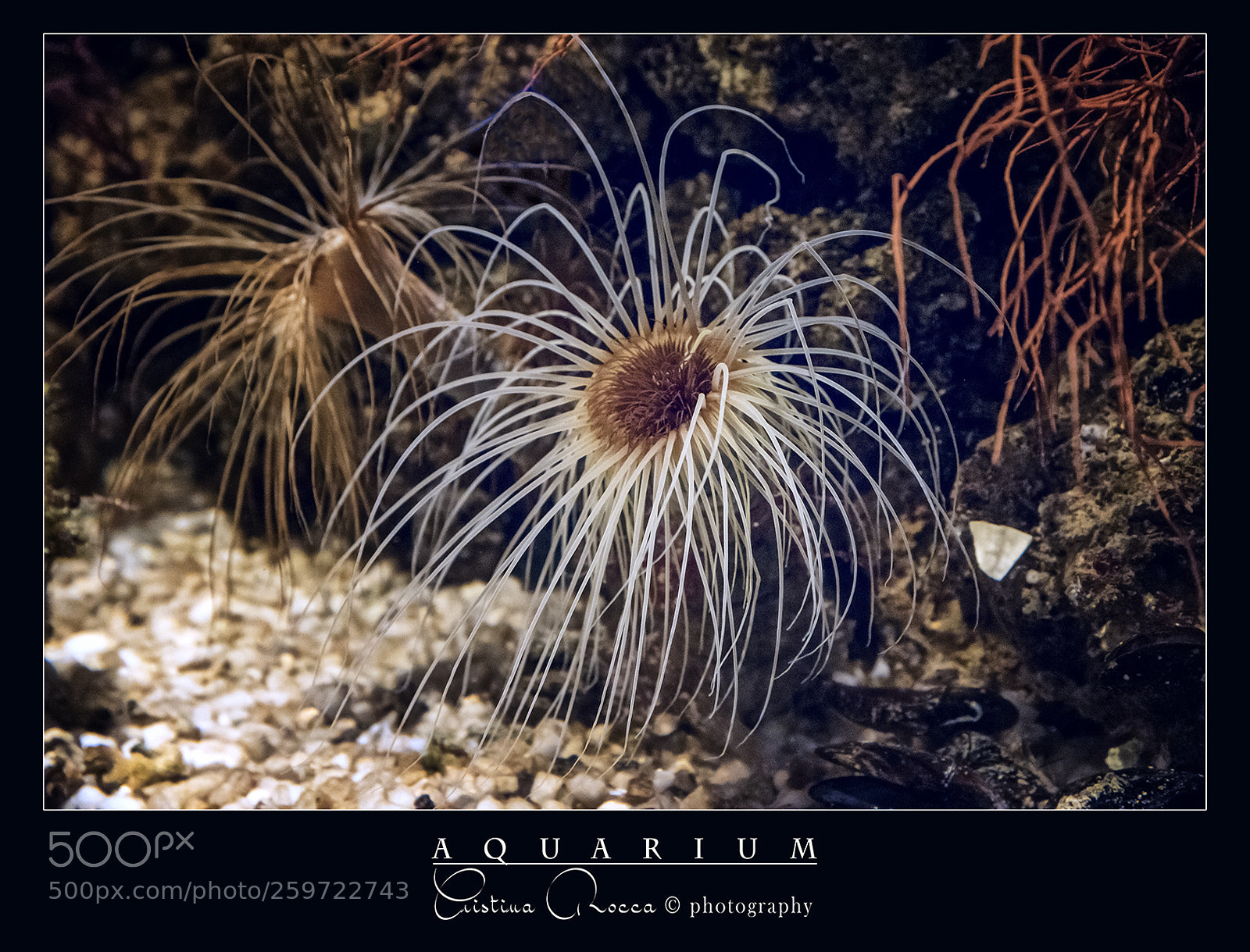 Nikon D750 sample photo. Aquarium photography