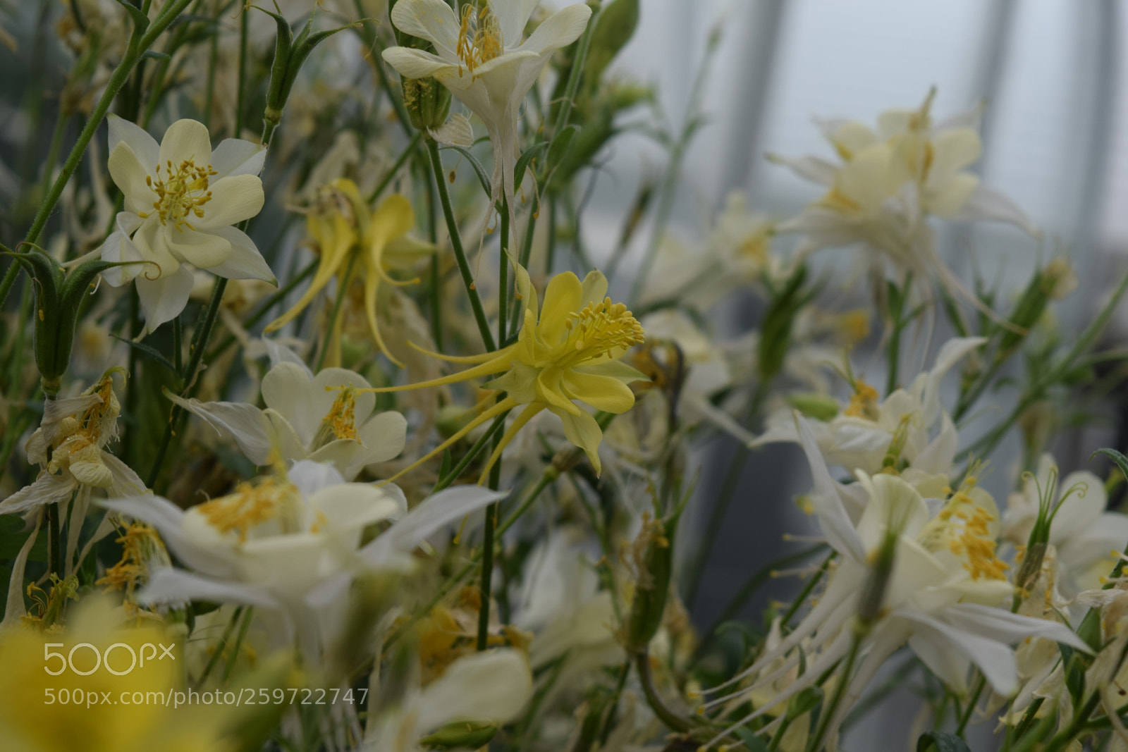 Nikon D3300 sample photo. Yellow flowers photography