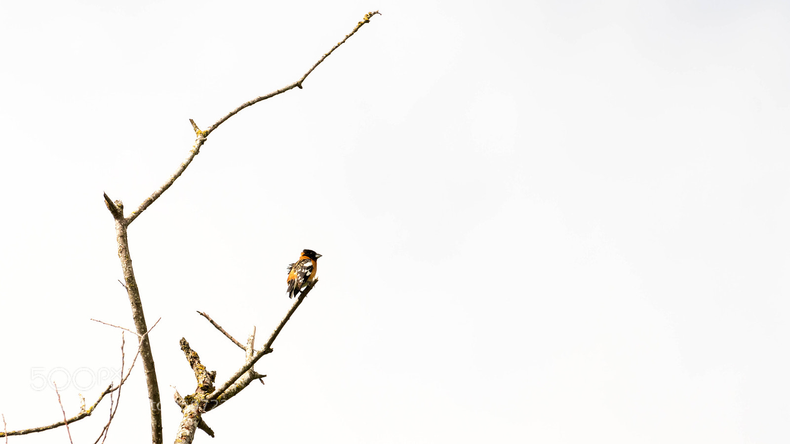 Canon EOS 80D sample photo. Springing into nature photography