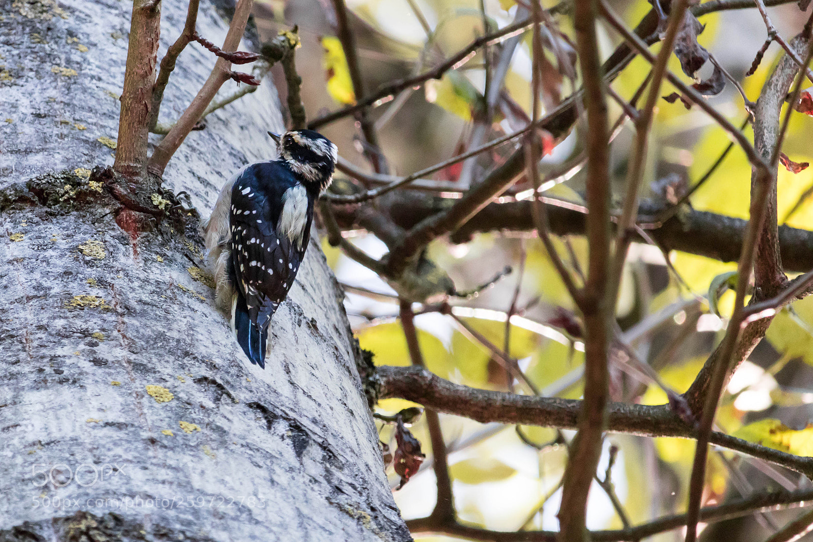 Canon EOS 80D sample photo. Springing into nature photography