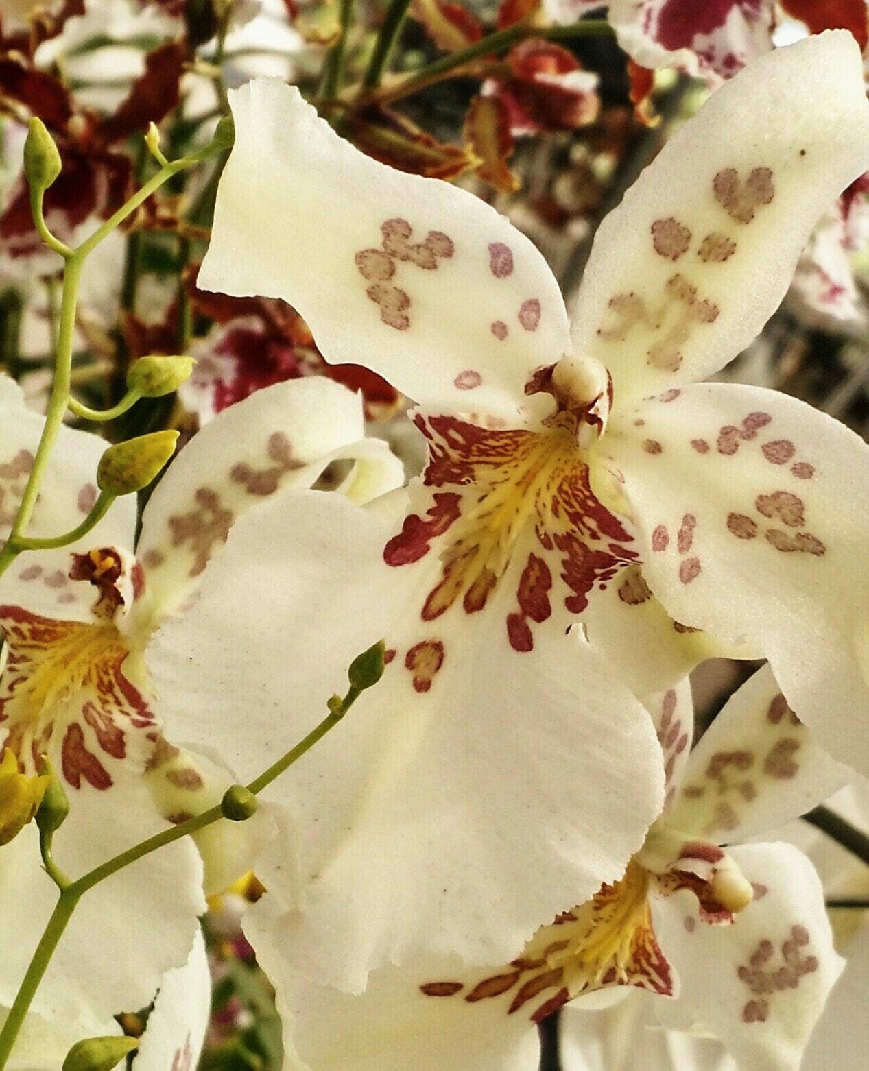 Motorola Moto X (2nd Gen) sample photo. You are my passion photography