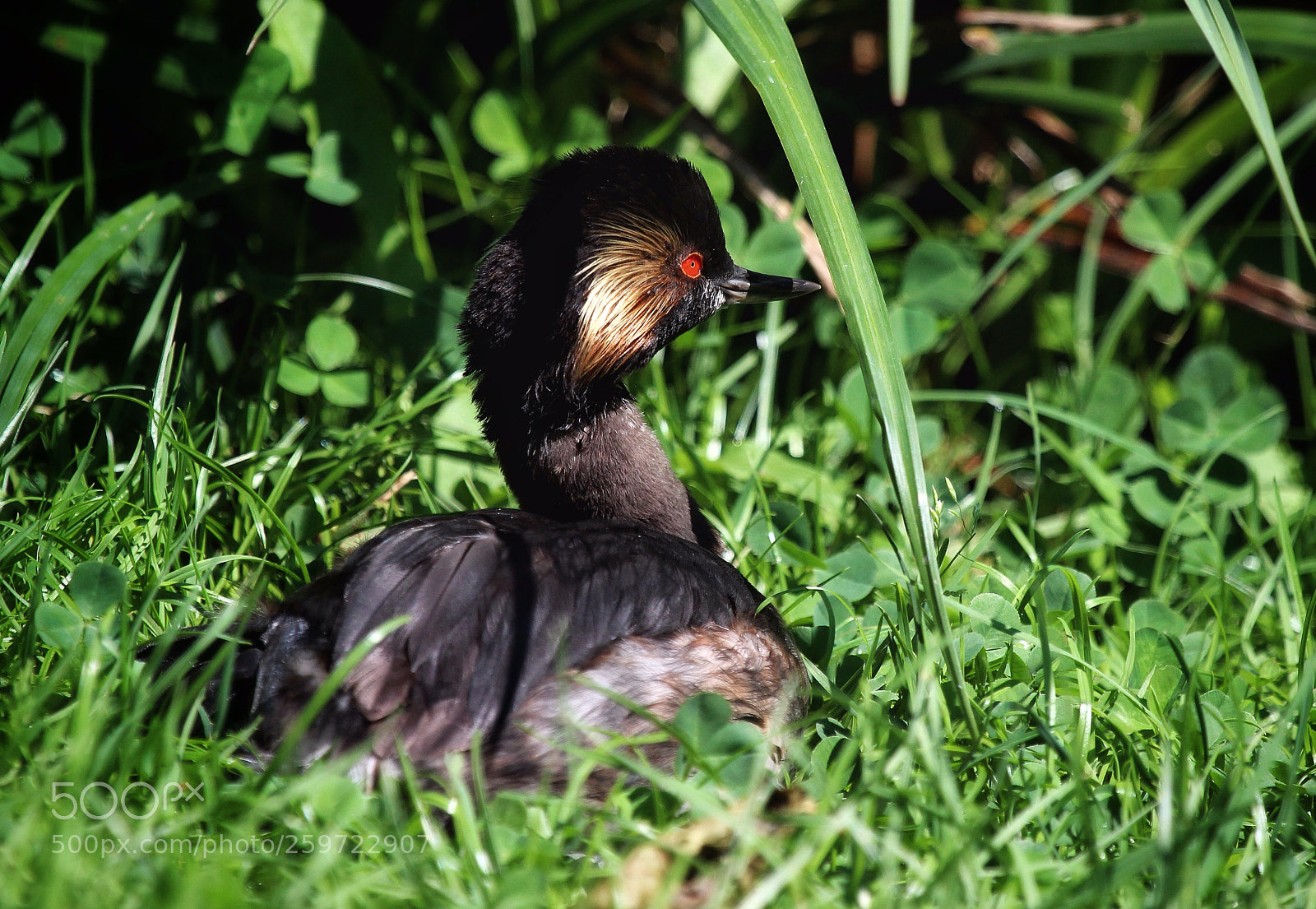 Canon EOS 600D (Rebel EOS T3i / EOS Kiss X5) sample photo. Black-necked grebe (podiceps nigricollis) photography