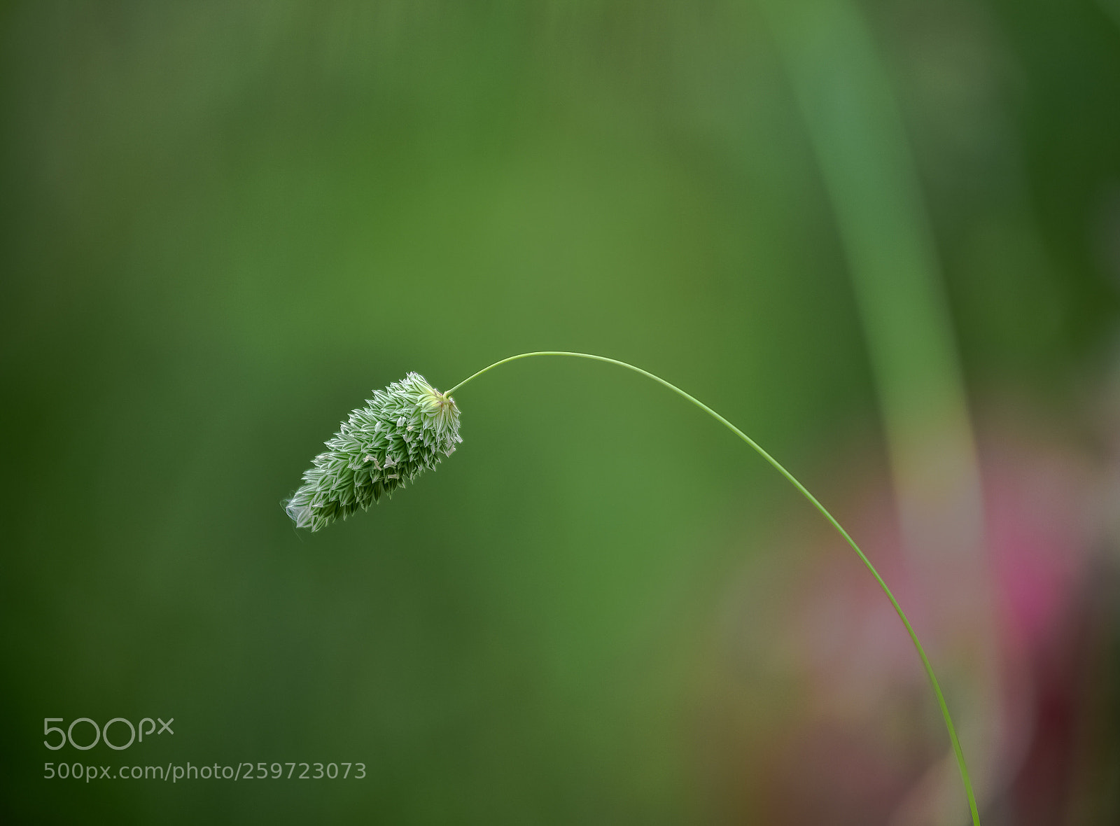 Nikon D750 sample photo. Piega la testa davanti photography