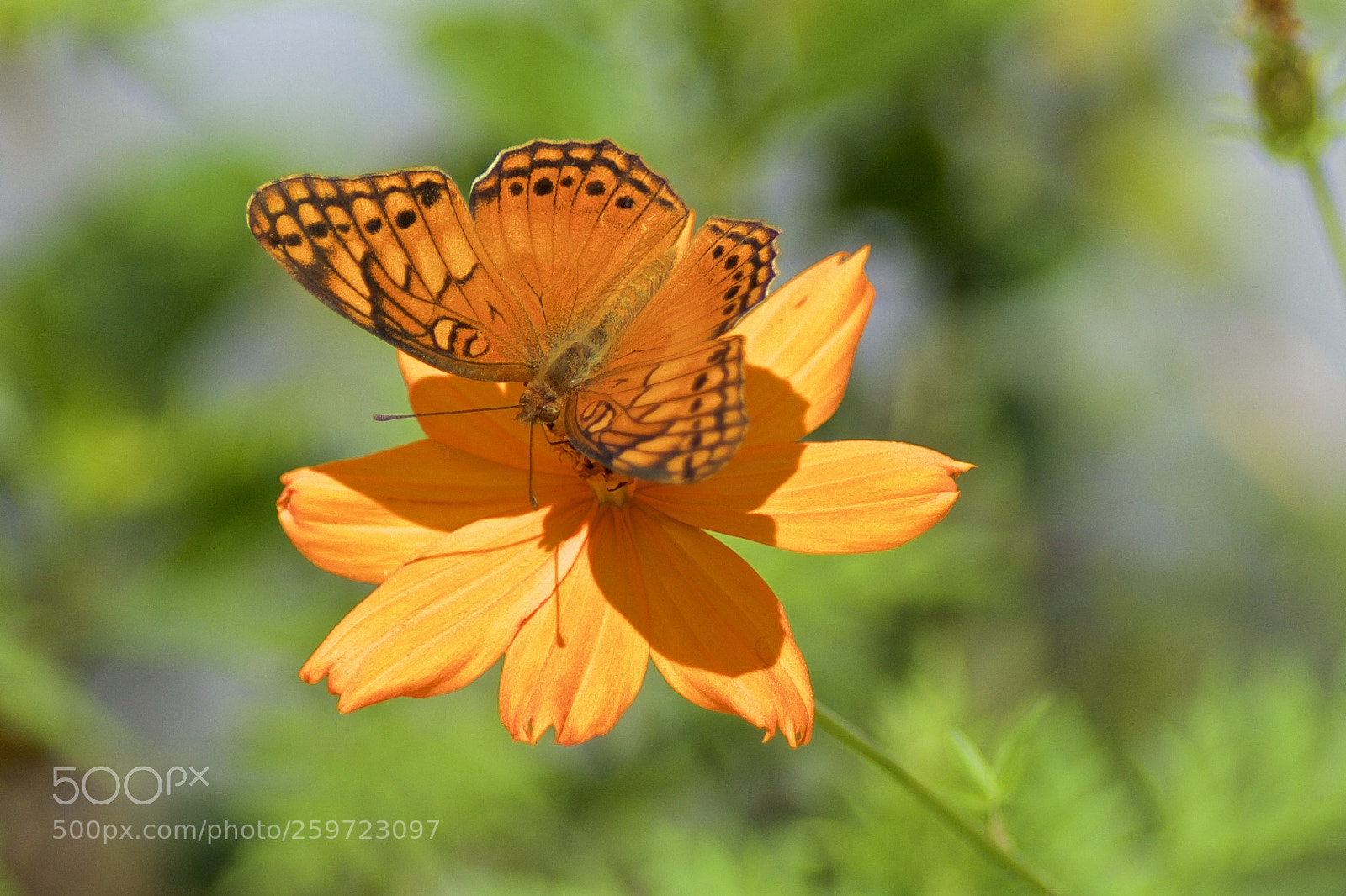 Nikon D7100 sample photo. Monarch butterfly with shadow photography
