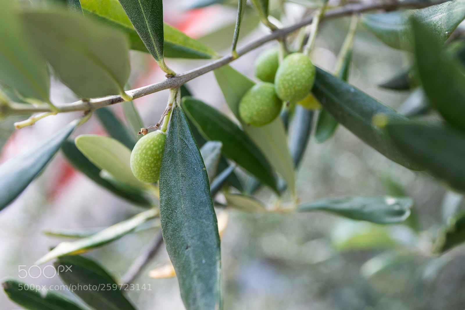 Nikon D3100 sample photo. . photography