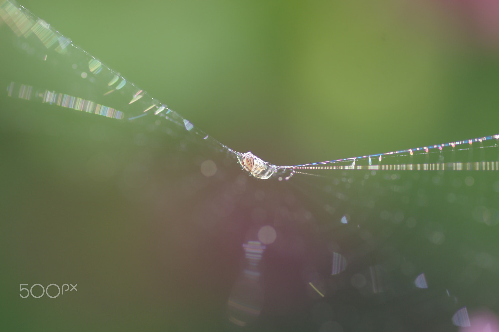 Pentax smc D-FA 100mm F2.8 Macro WR sample photo. Tiny spider photography