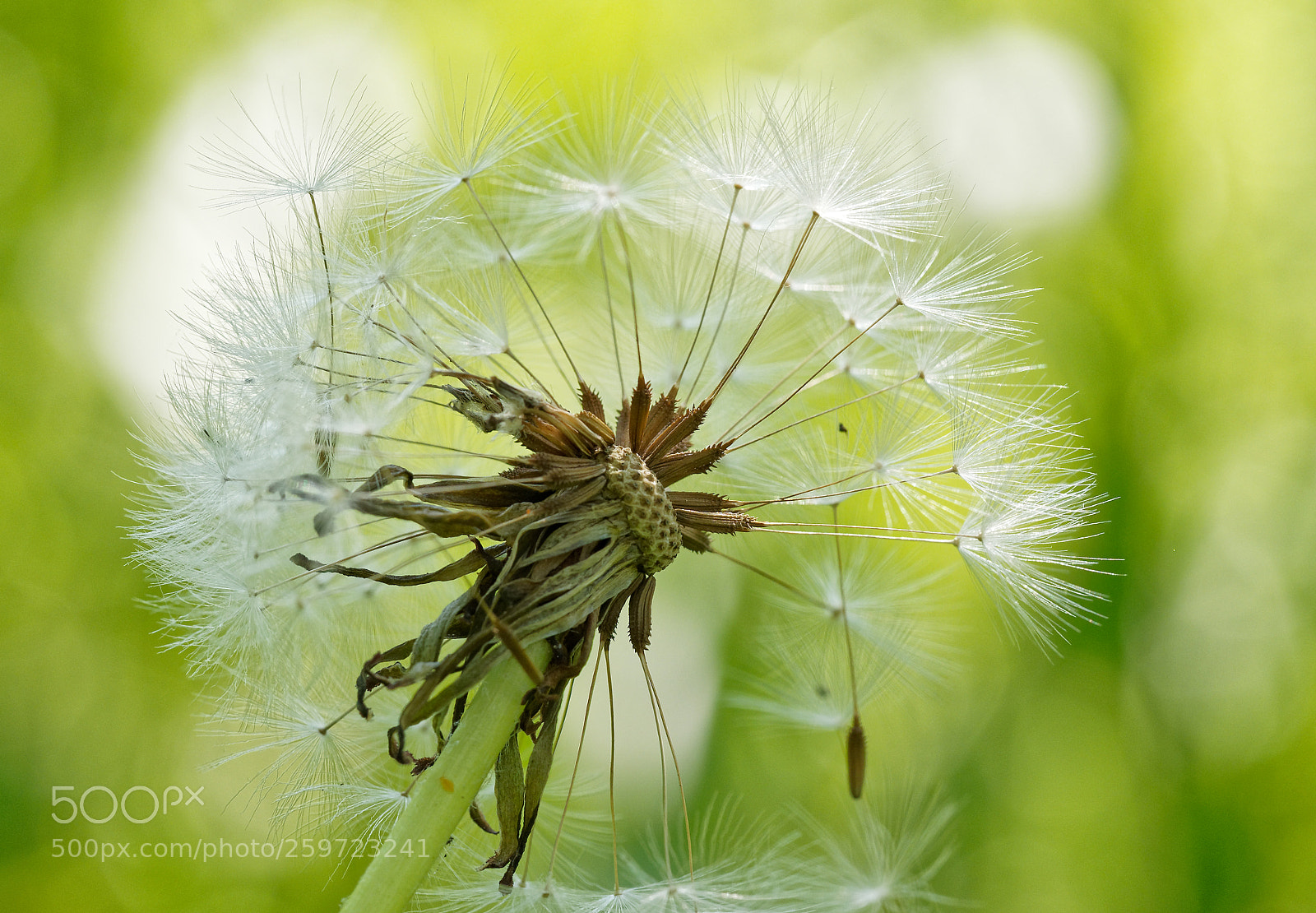 Olympus OM-D E-M1 sample photo. Dandelion photography