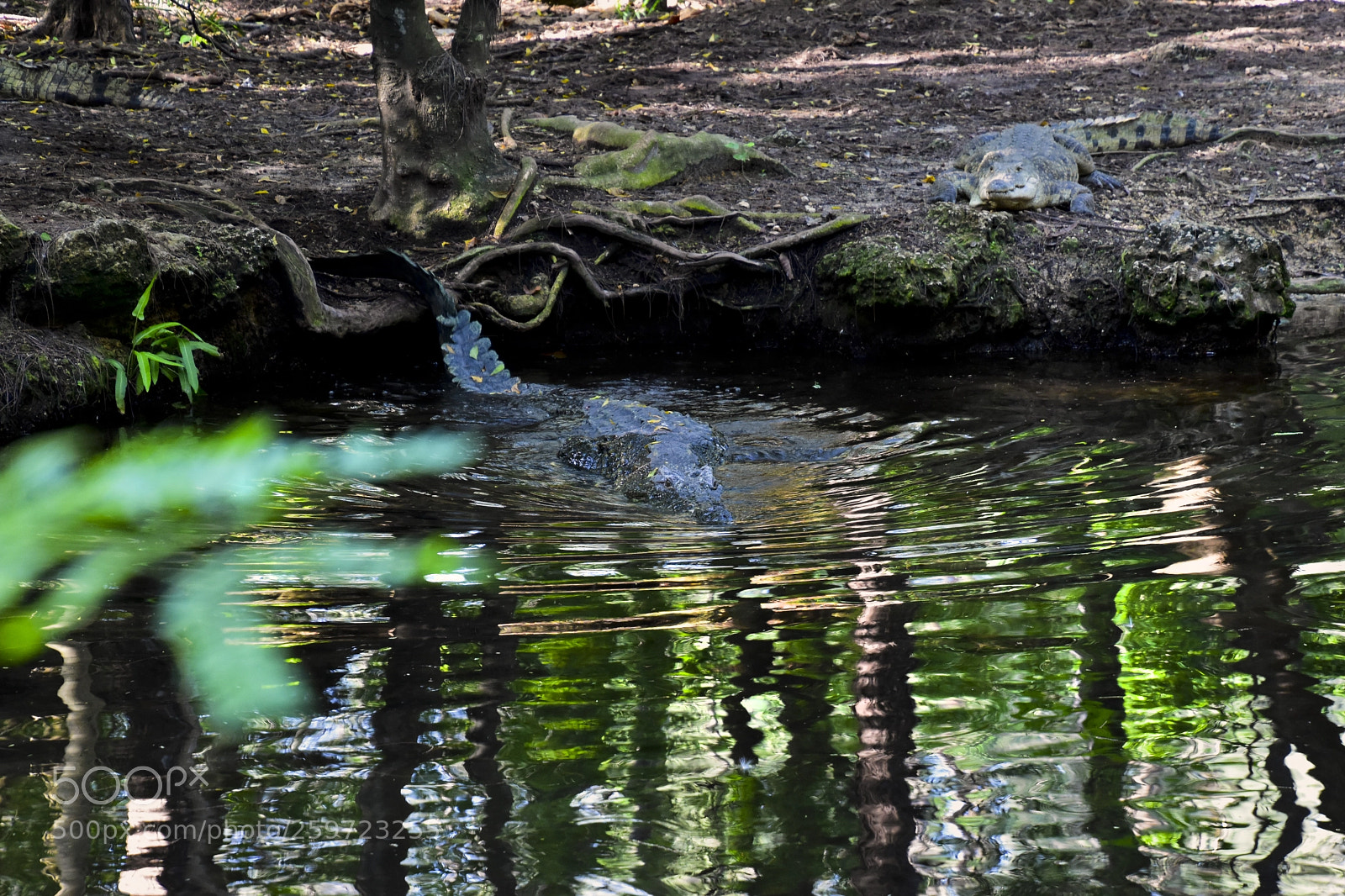 Nikon D5600 sample photo. Croc getting in water photography