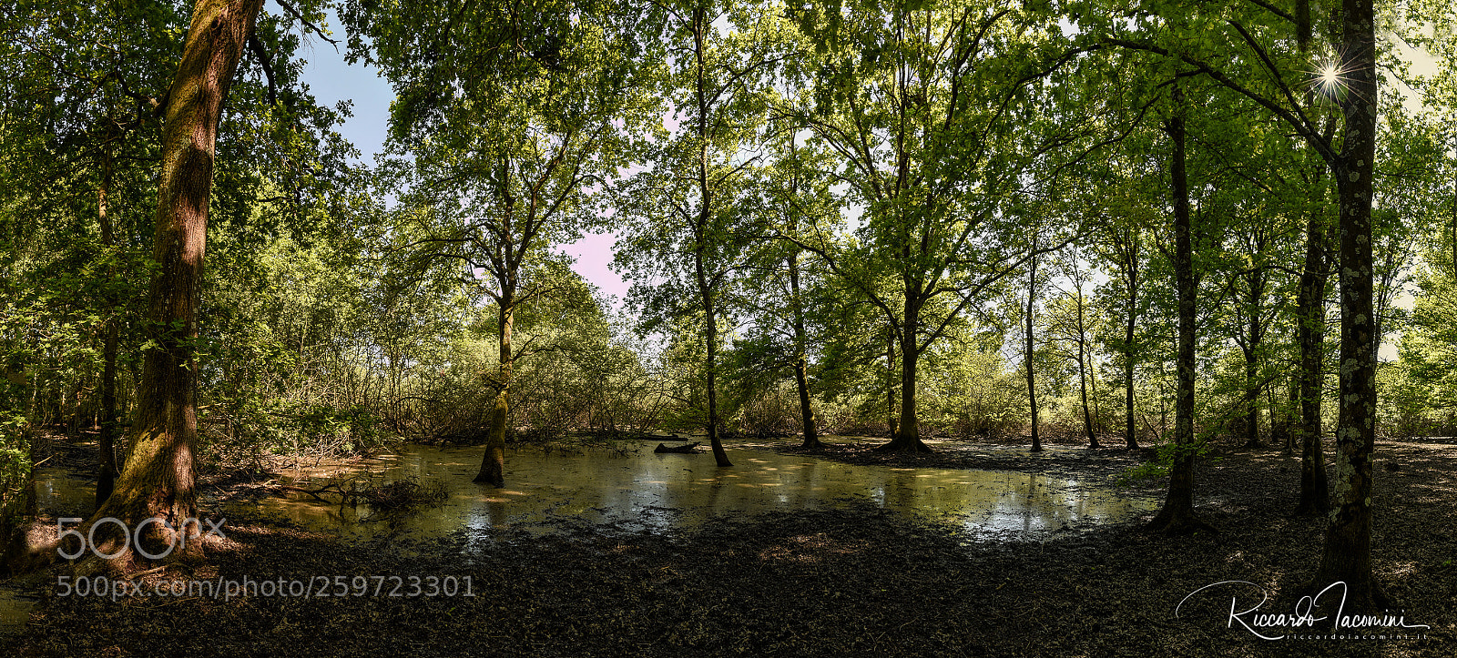 Nikon D750 sample photo. Zone umide photography