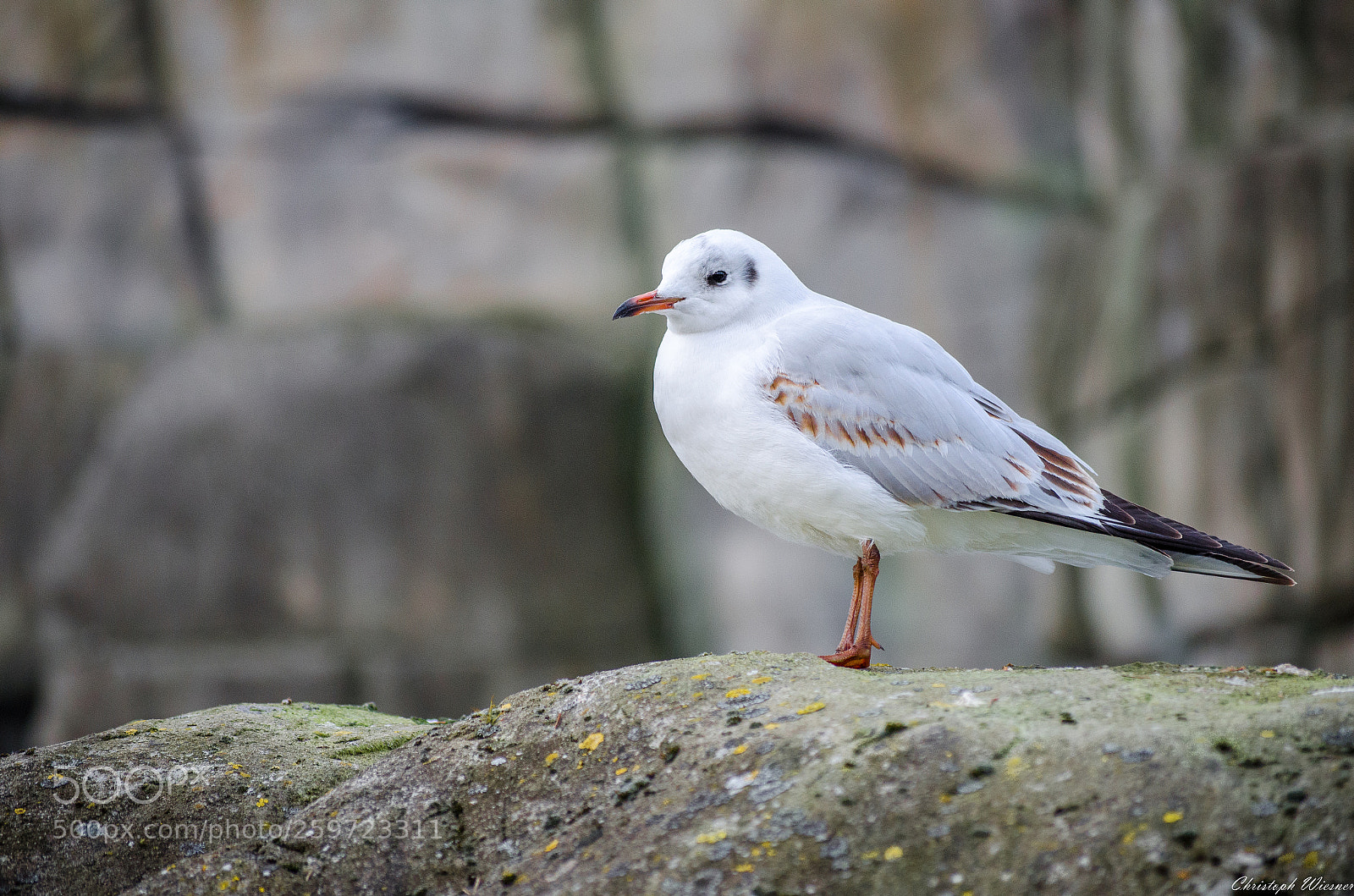 Nikon D5100 sample photo. Gull standing on a photography
