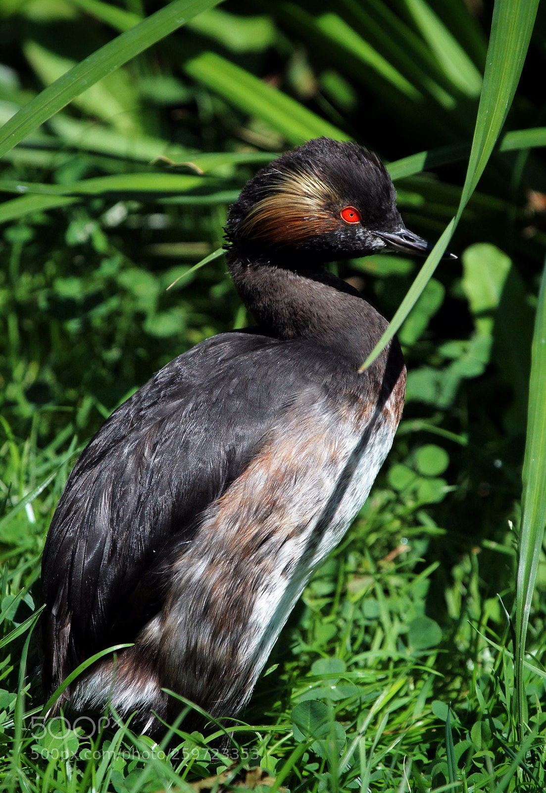 Canon EOS 600D (Rebel EOS T3i / EOS Kiss X5) sample photo. Black-necked grebe (podiceps nigricollis) photography