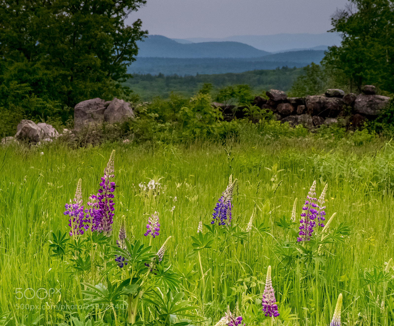 Nikon D7500 sample photo. Lupines and hills photography