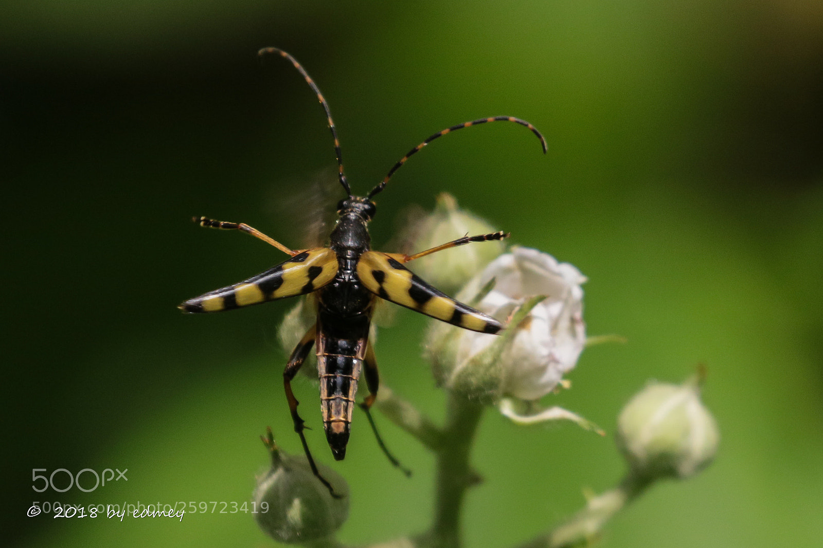 Canon EOS 7D Mark II sample photo. Take off photography