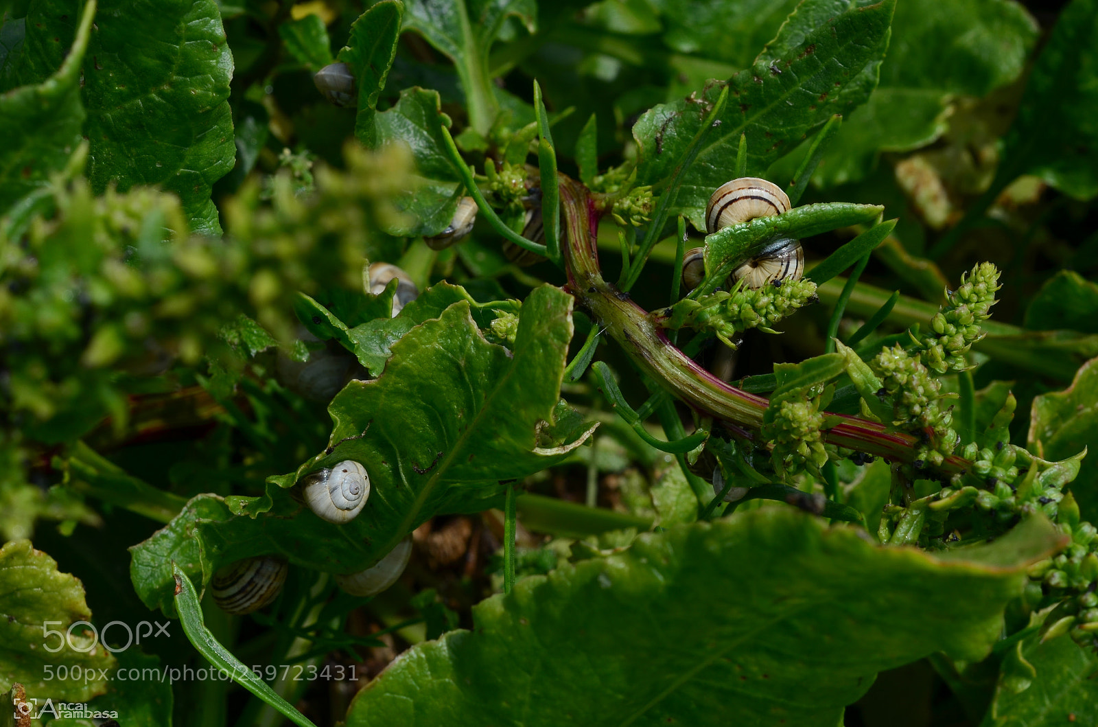 Nikon D5100 sample photo. Little snails photography