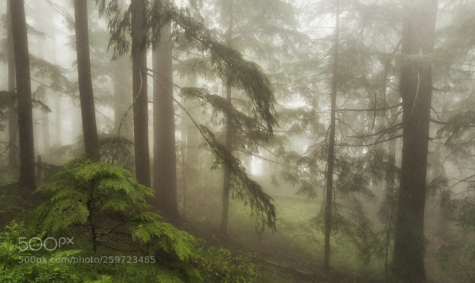 Samsung Galaxy S7 Edge sample photo. Enveloped by fog photography