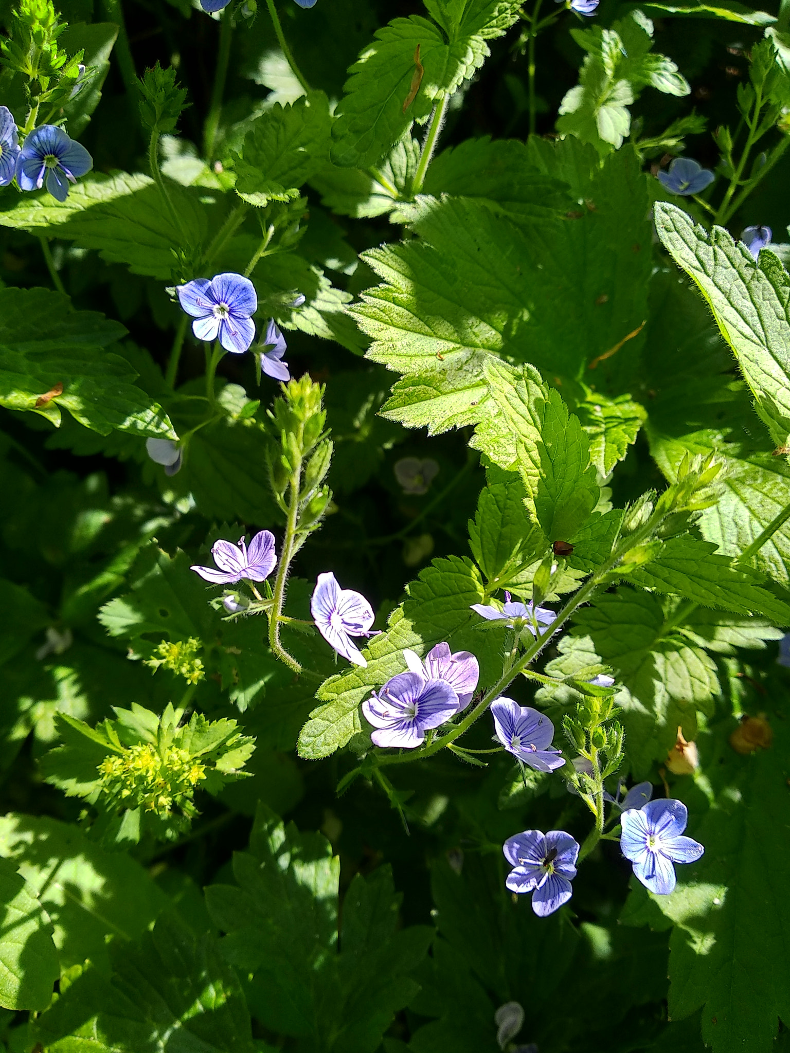 Xiaomi Redmi 5 sample photo