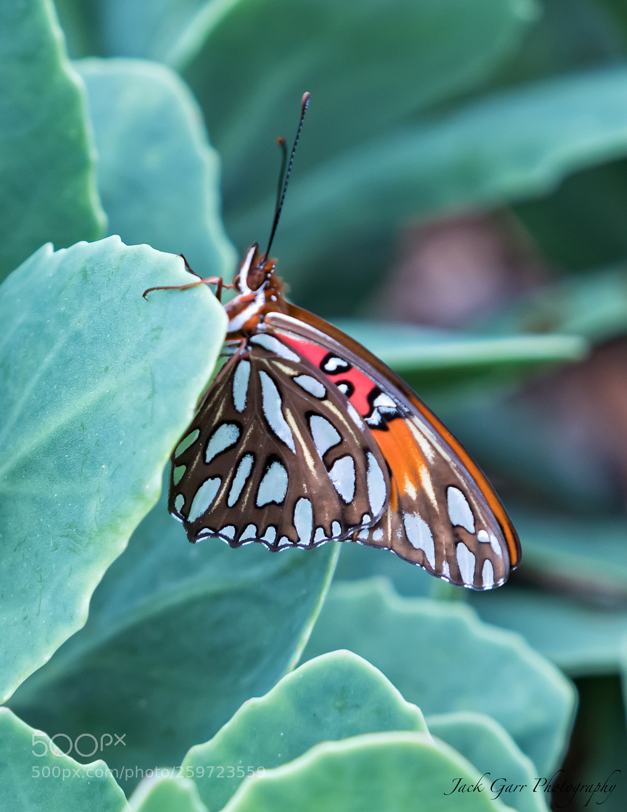 Canon EOS-1D X Mark II sample photo. Gulf fritillary side view photography