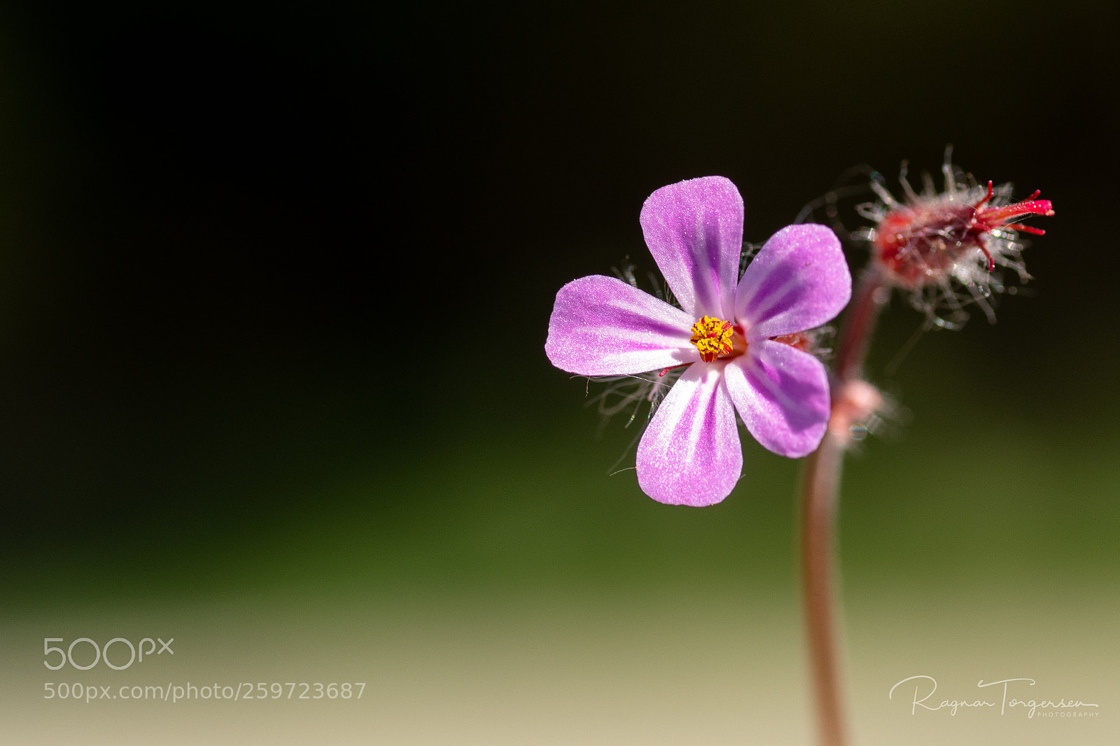 Nikon D500 sample photo. Flower photography