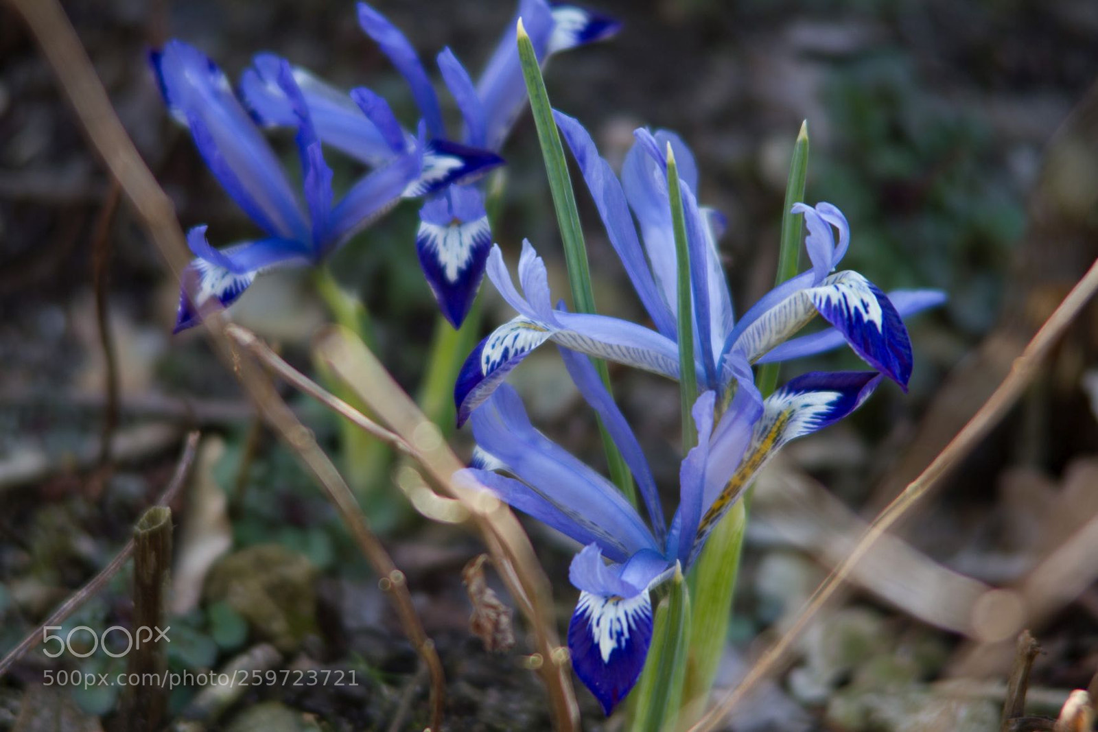 Canon EOS 7D sample photo. Blaue blumen photography
