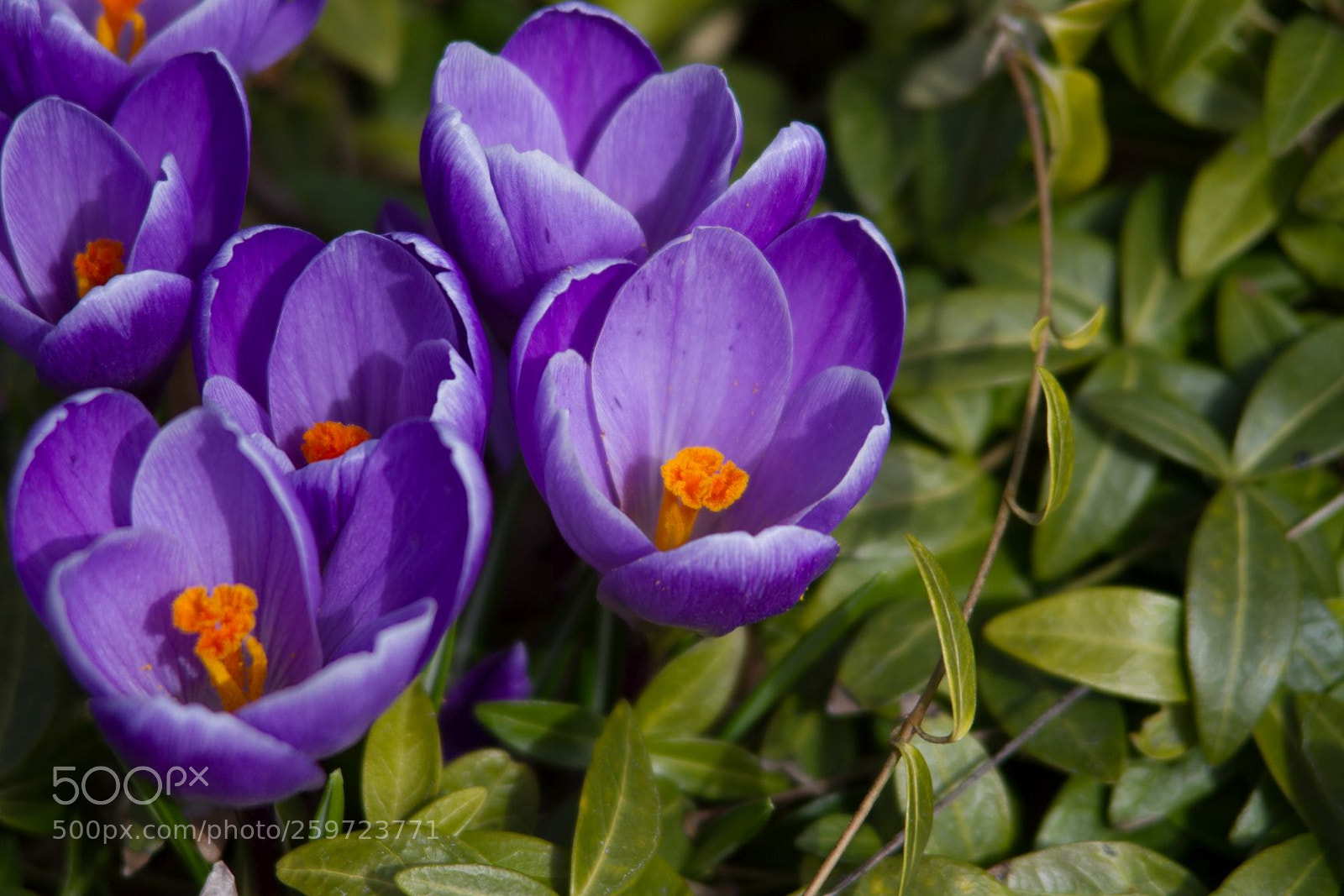 Canon EOS 7D sample photo. Lila blumen photography