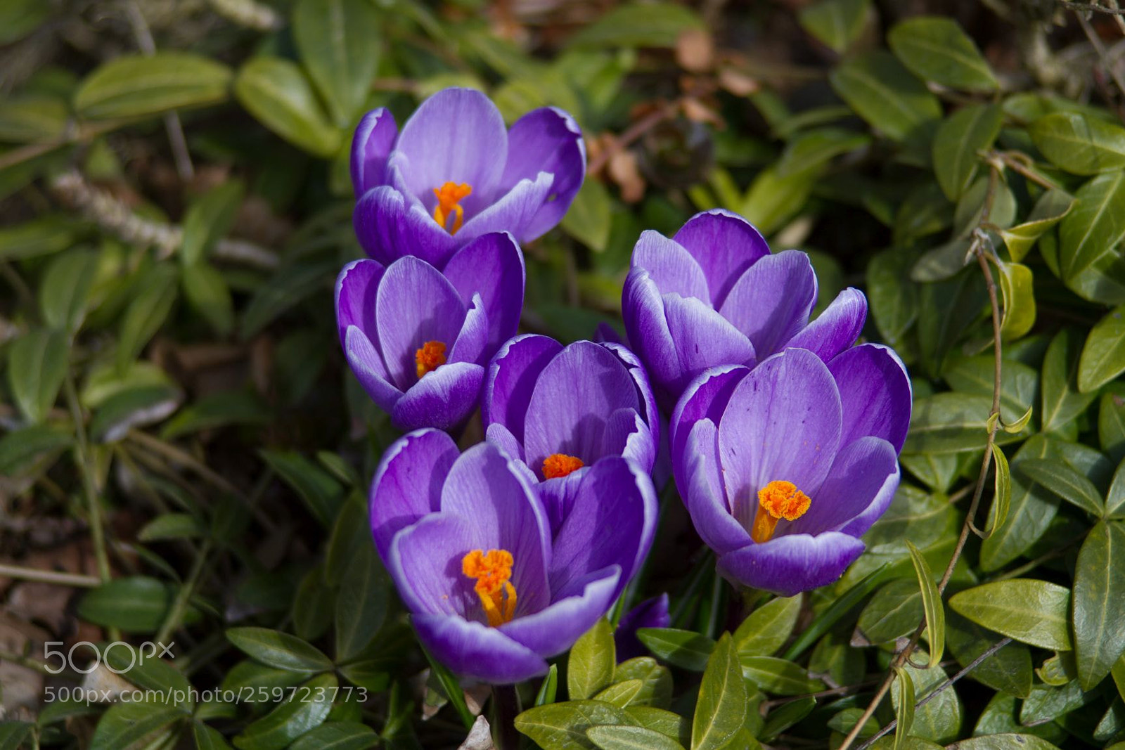Canon EOS 7D sample photo. Lila blumen photography
