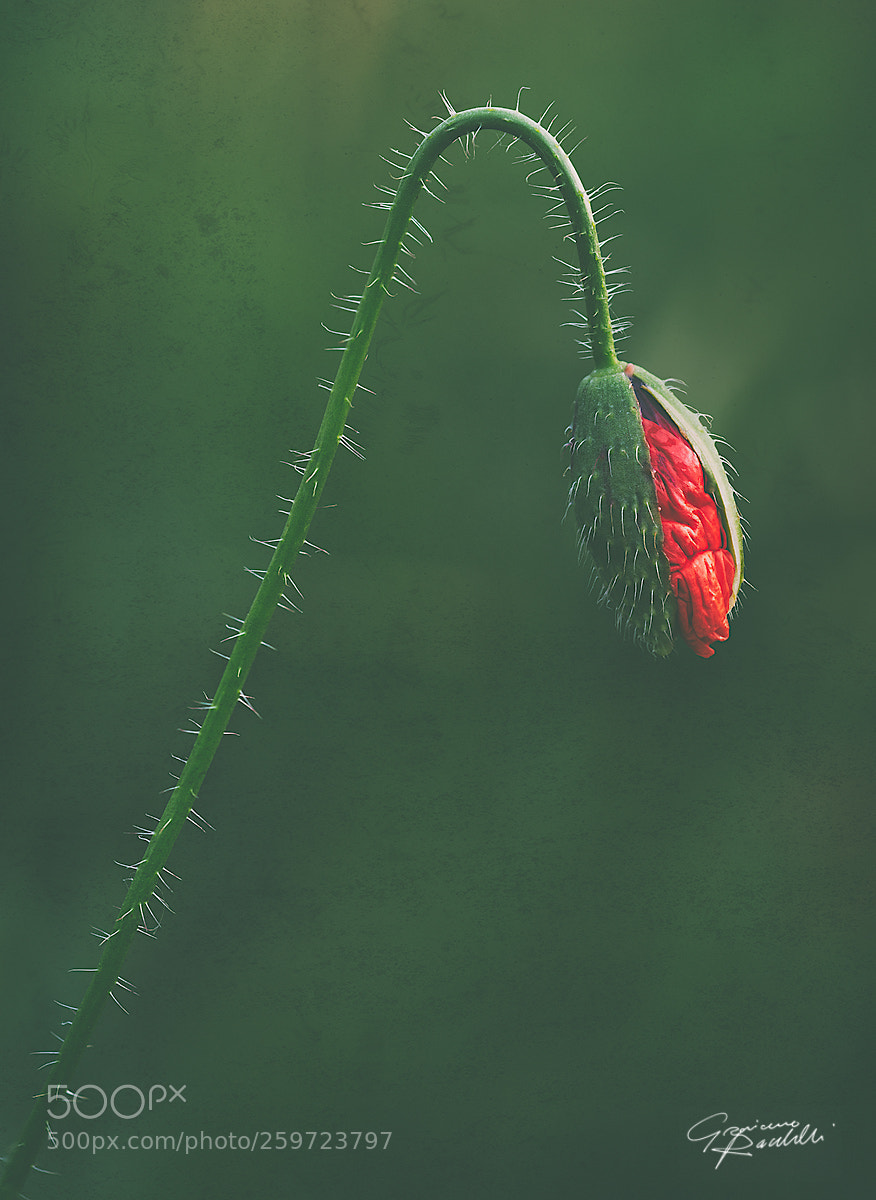 Nikon D800 sample photo. Botanica magnifica photography