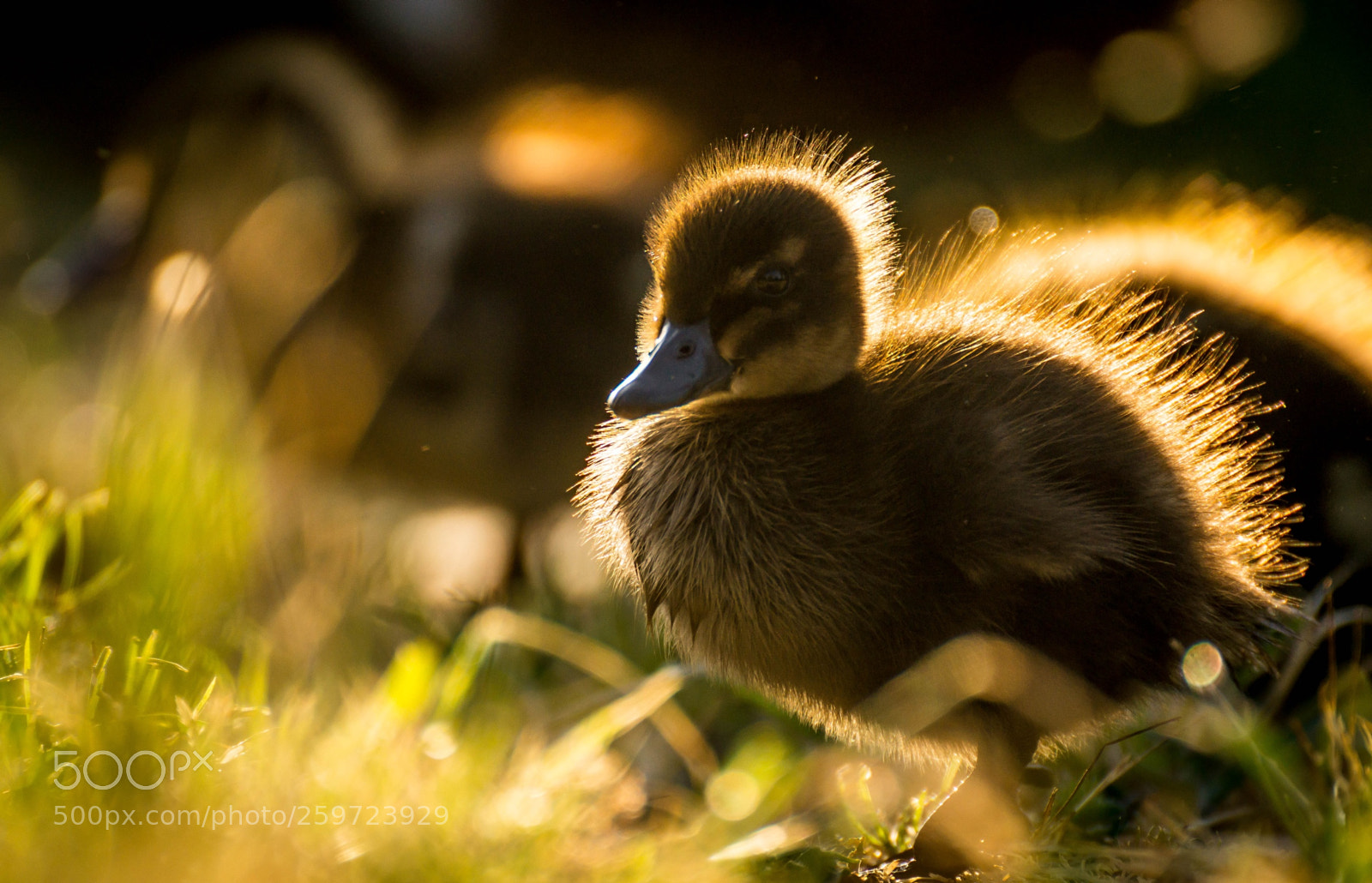 Sony SLT-A58 sample photo. Duckling2 photography