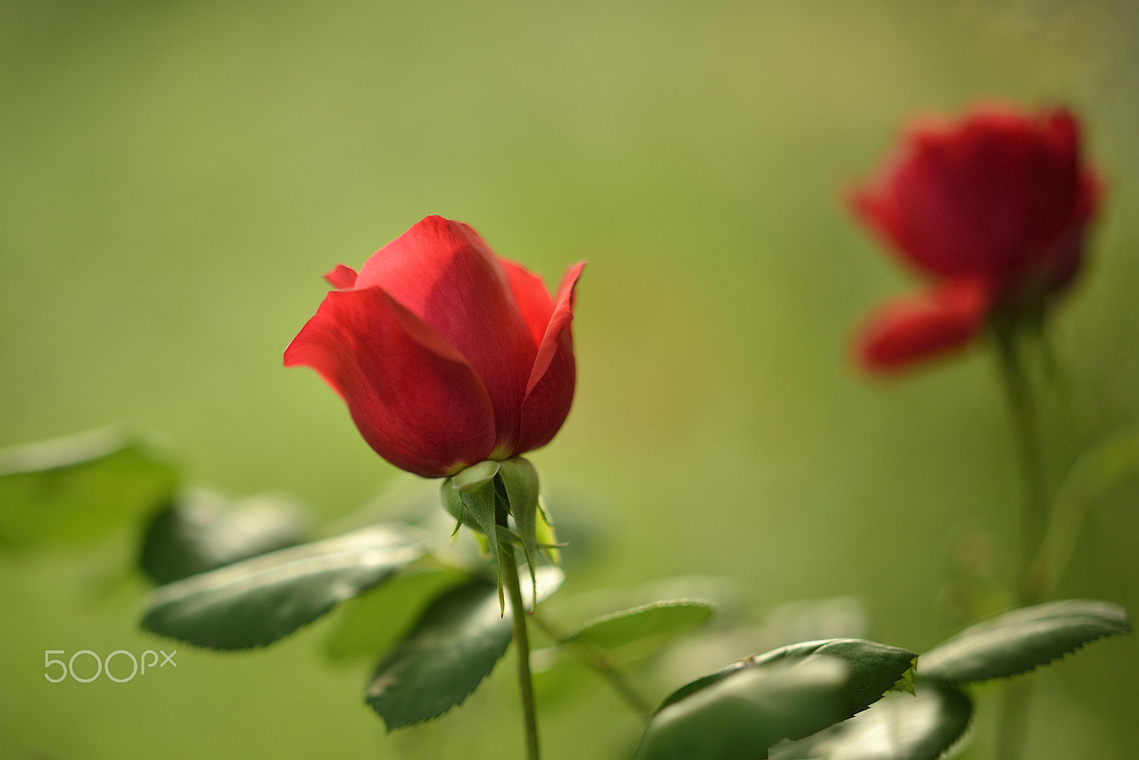 Nikon D800E sample photo. Sun flower / fleur de soleil photography