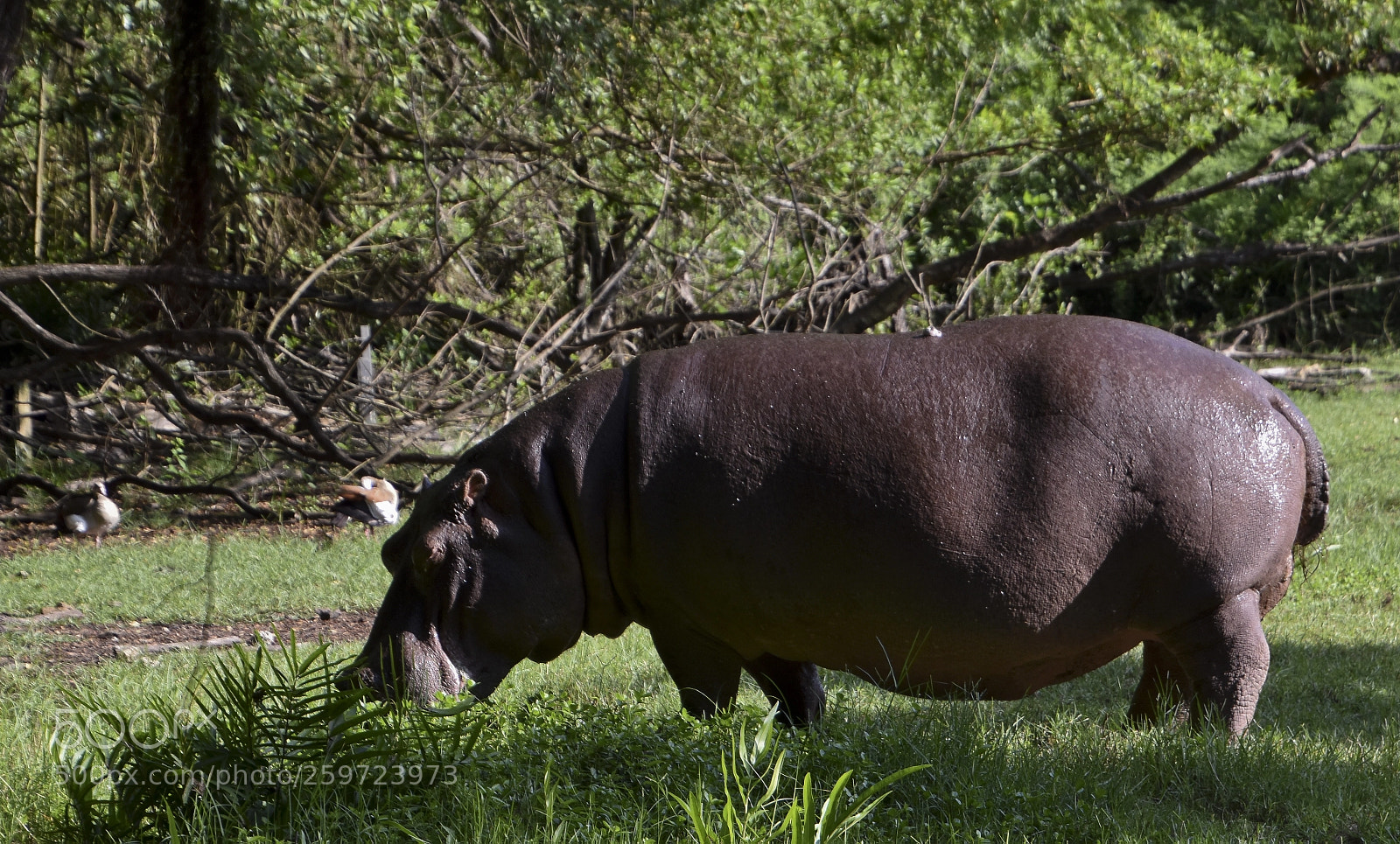 Nikon D5600 sample photo. Hippo photography