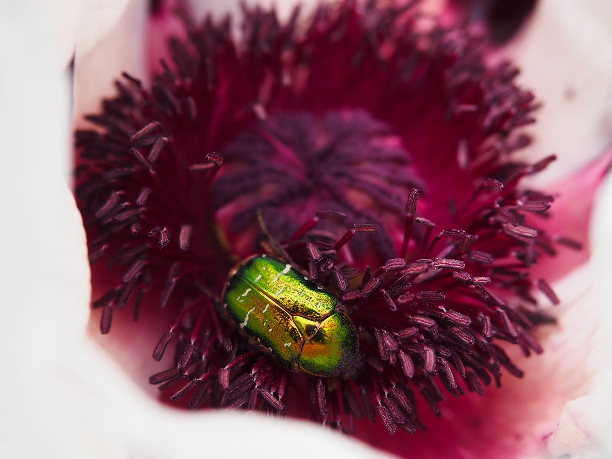 Olympus PEN E-PL5 sample photo. Rose chafer photography