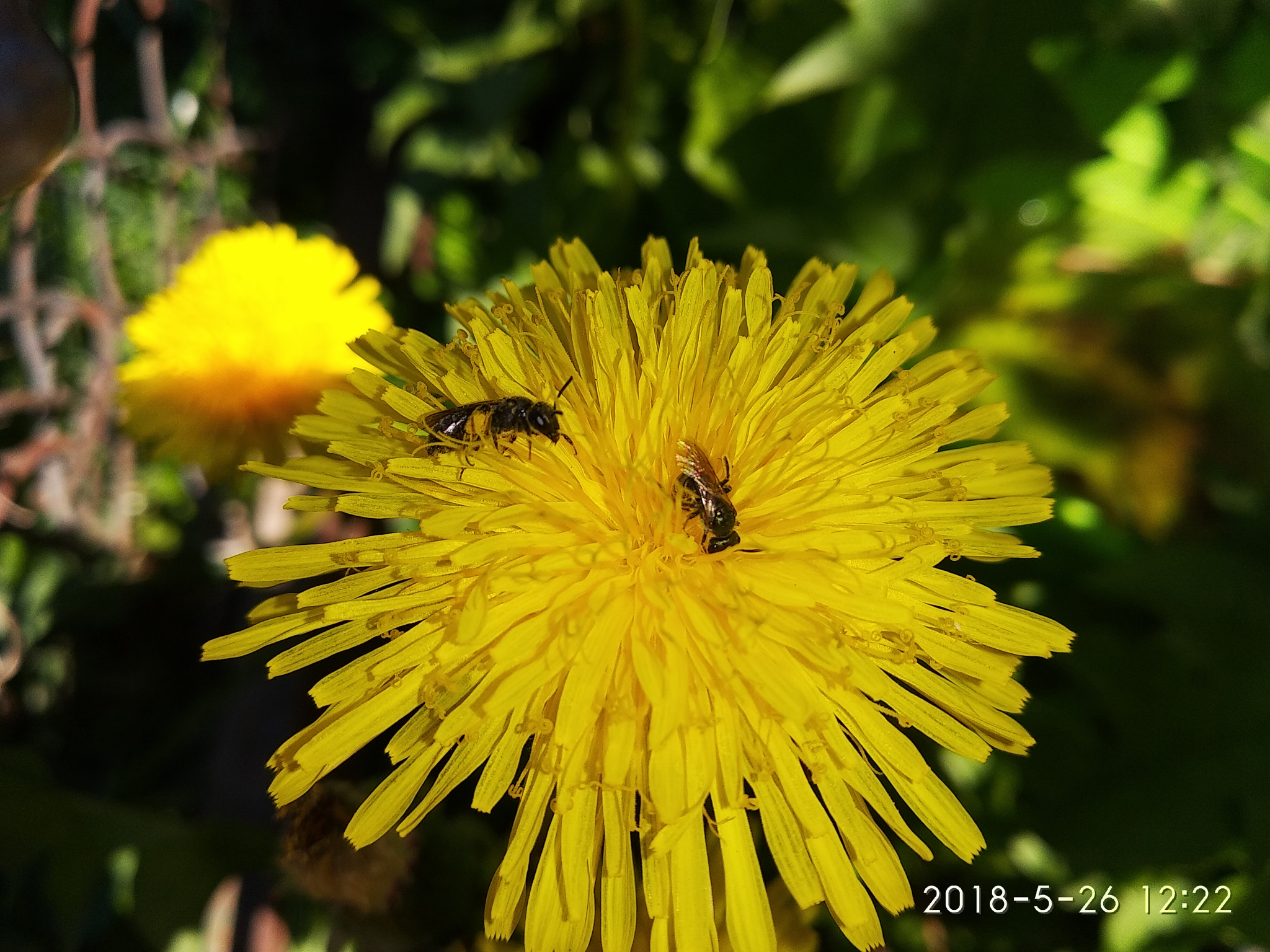 Xiaomi Redmi 5 sample photo