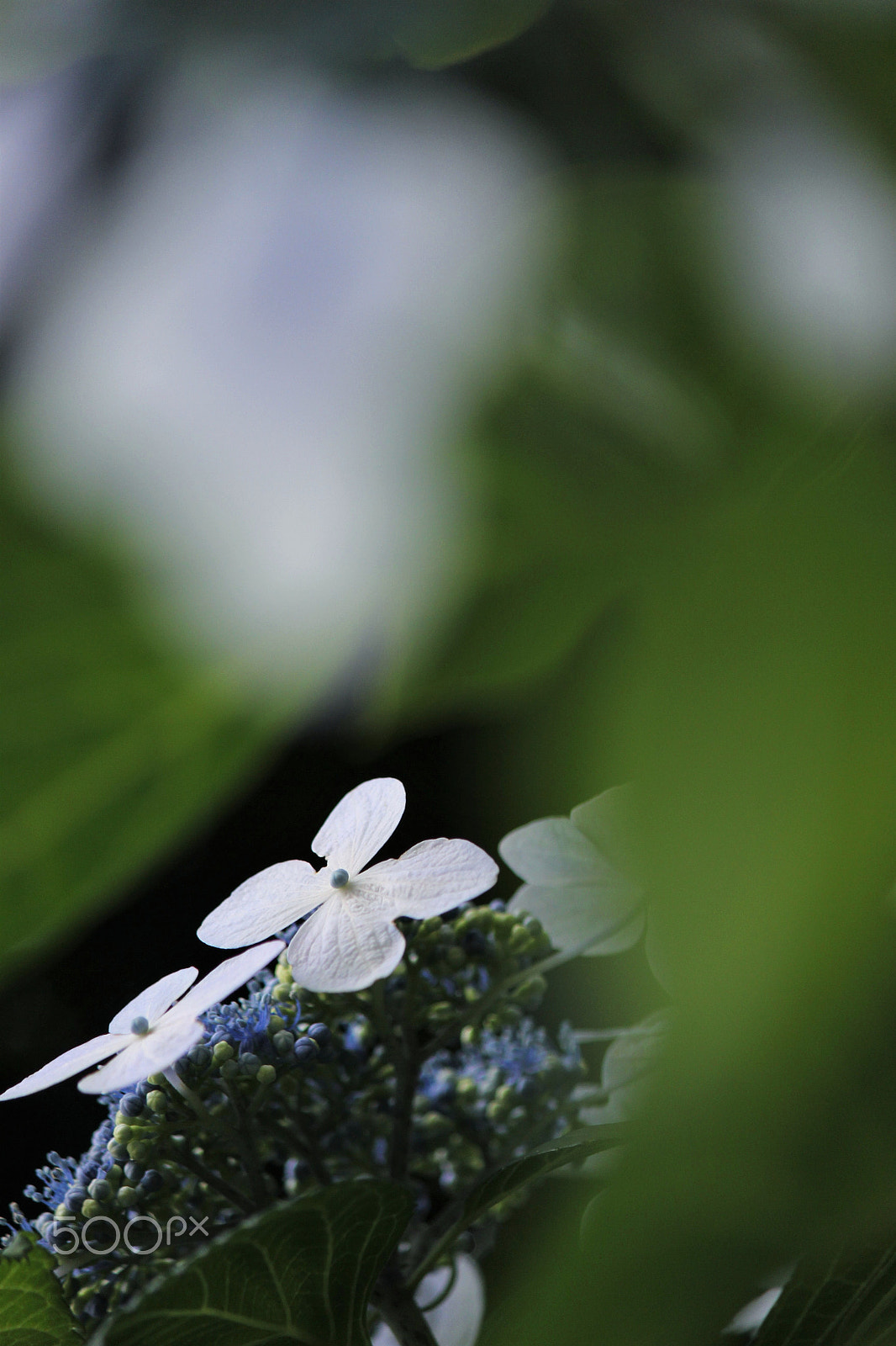 Canon EF-S 55-250mm F4-5.6 IS II sample photo. In the dream photography