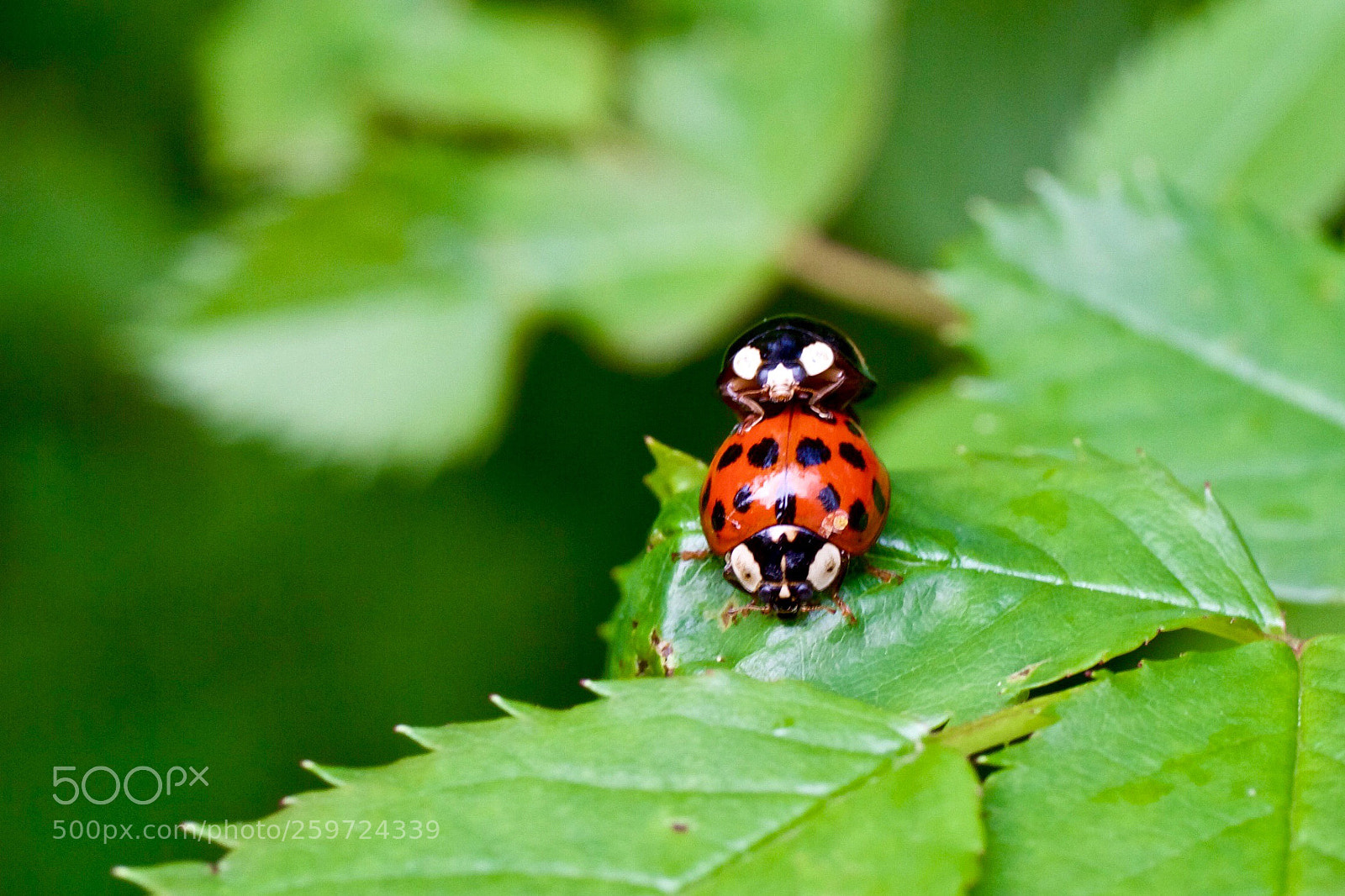 Canon EOS 7D sample photo. Ladybugs having fun photography