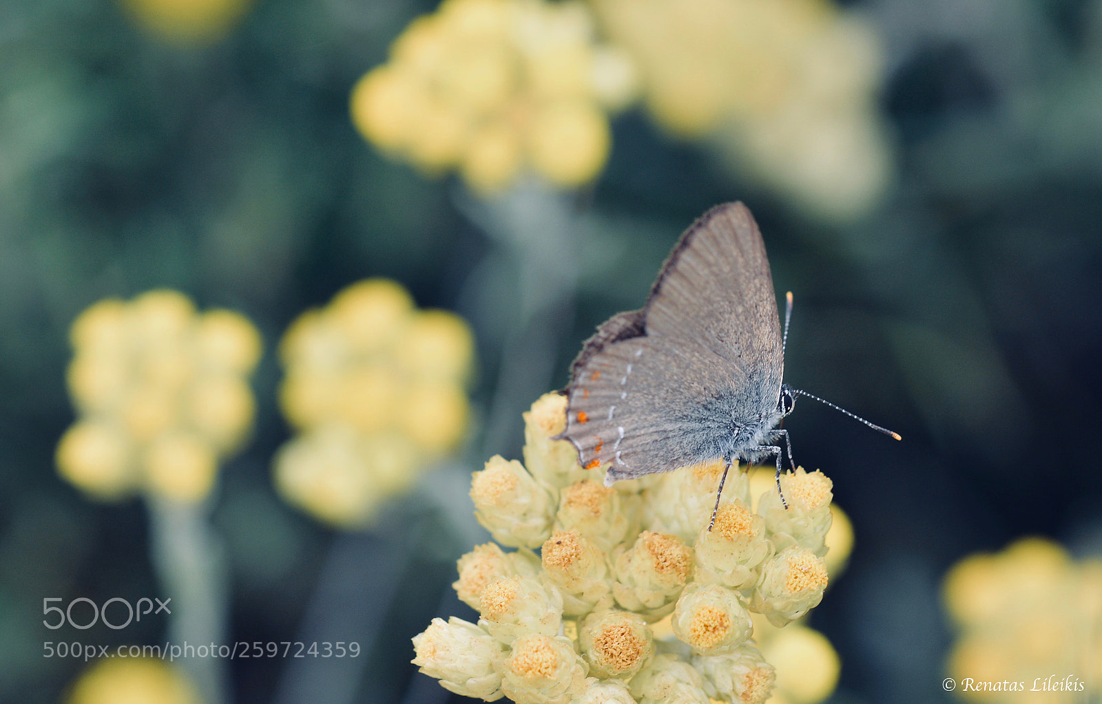 Nikon D7100 sample photo. Butterfly photography