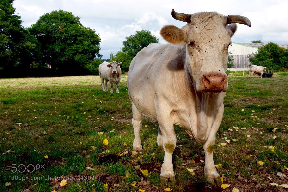 Nikon D5500 sample photo. 3 little cows photography