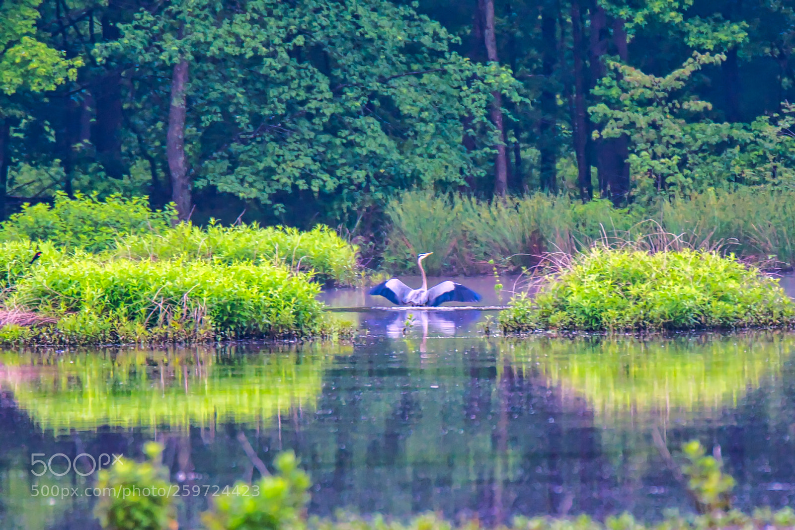 Nikon D500 sample photo. Heron on the marsh photography
