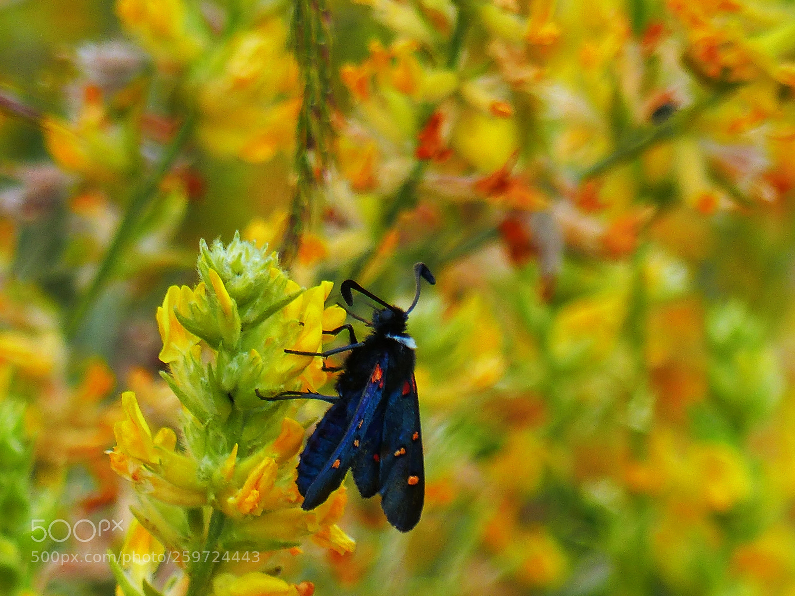 Panasonic Lumix DMC-FZ200 sample photo. Black and spring colours photography