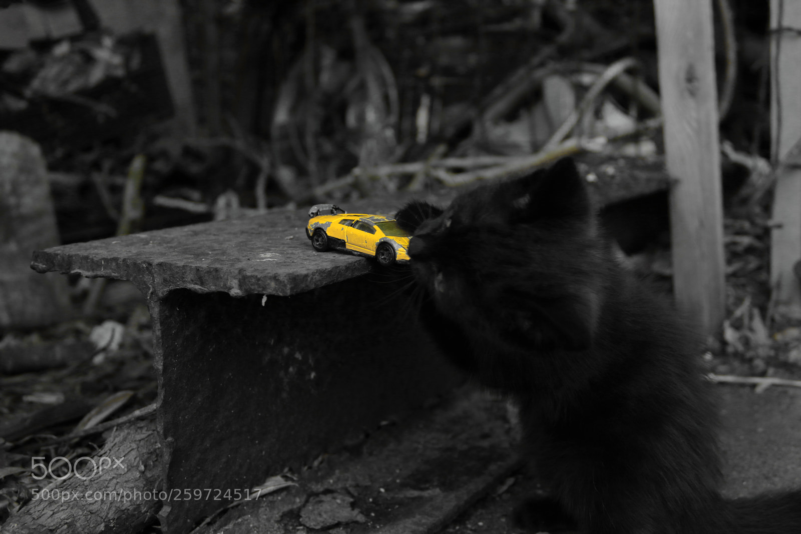 Canon EOS 1300D (EOS Rebel T6 / EOS Kiss X80) sample photo. Cat dealing withtoycar photography