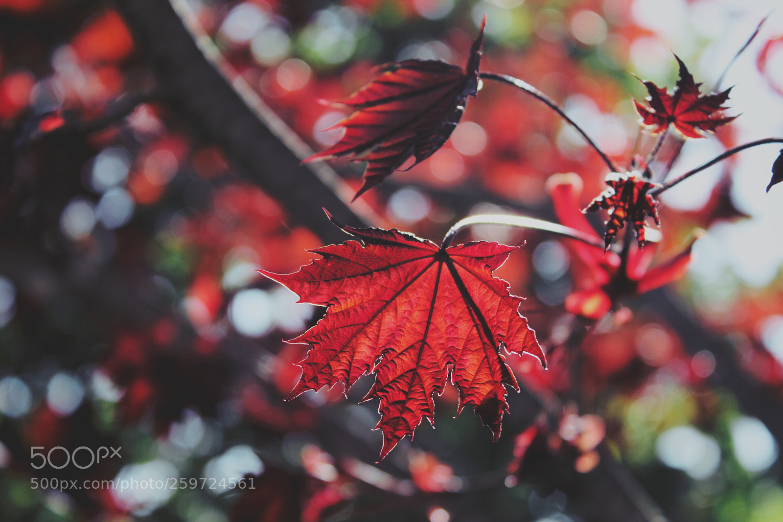 Canon EOS 1300D (EOS Rebel T6 / EOS Kiss X80) sample photo. Beautiful leaves photography