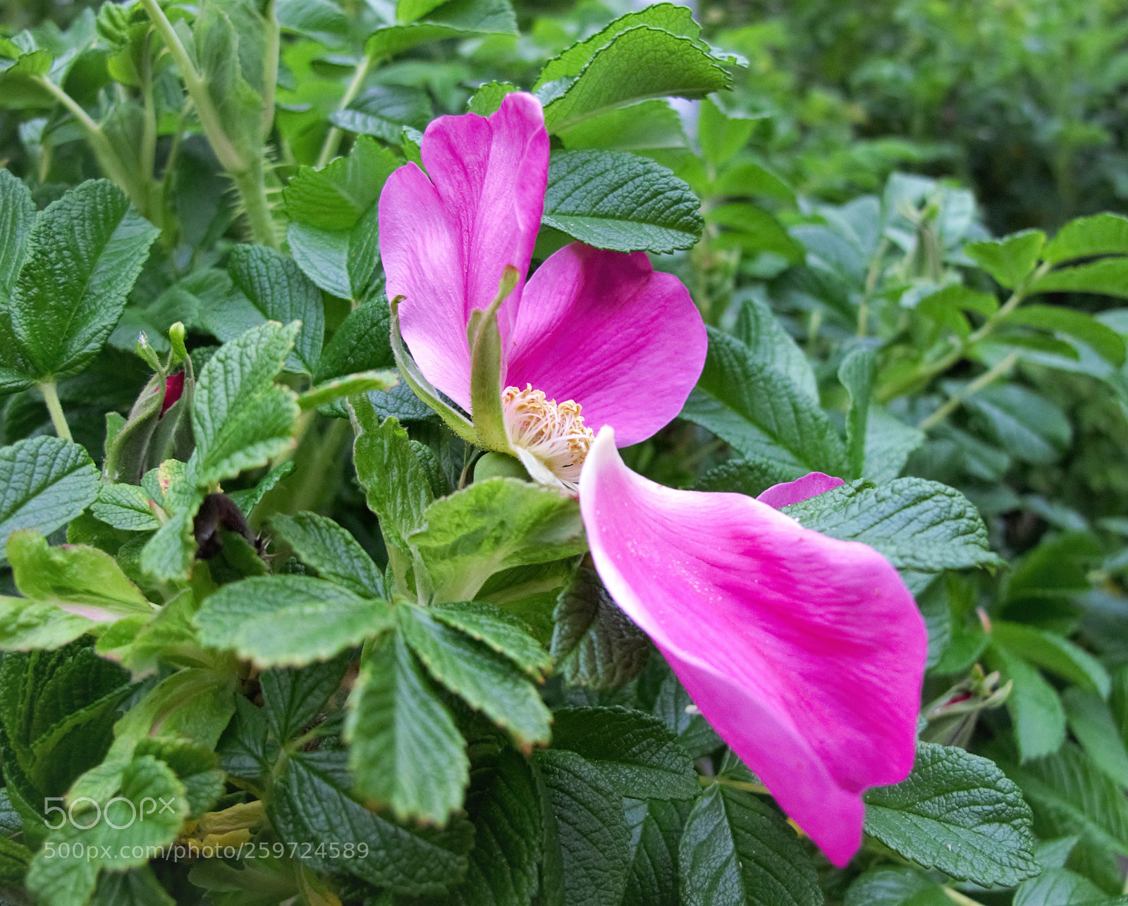 Canon PowerShot G12 sample photo. It's over for this photography