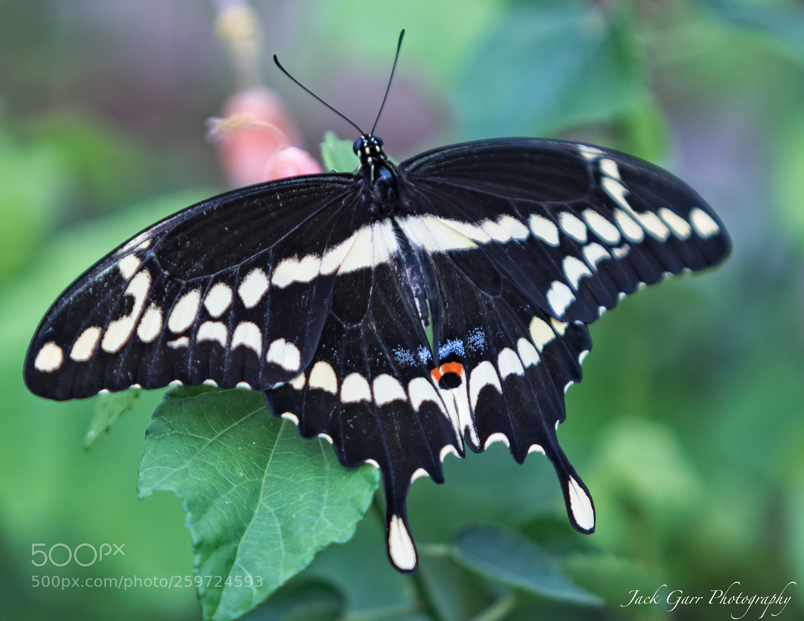Canon EOS-1D X Mark II sample photo. Giant swallowtail butterfly photography