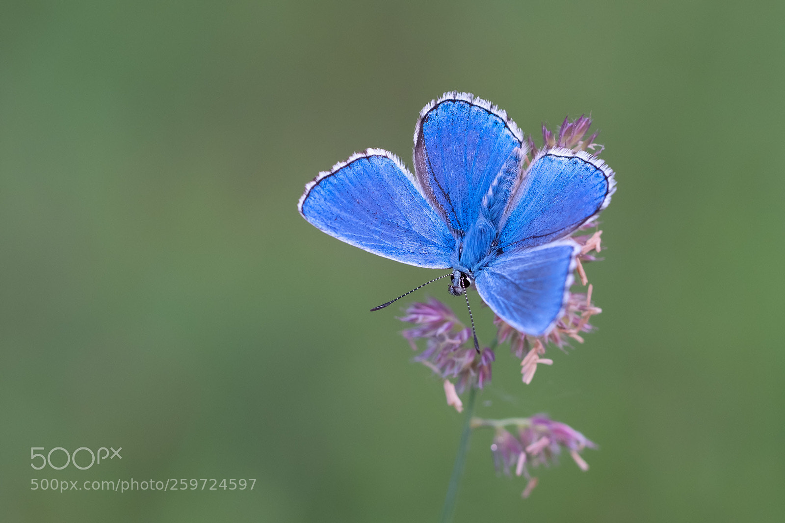 Fujifilm X-H1 sample photo. Polyommatus bellargus photography