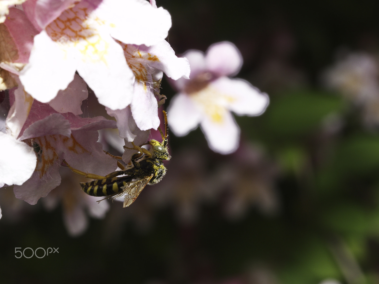 Panasonic Lumix DMC-GX8 sample photo. Wasp at lunch photography