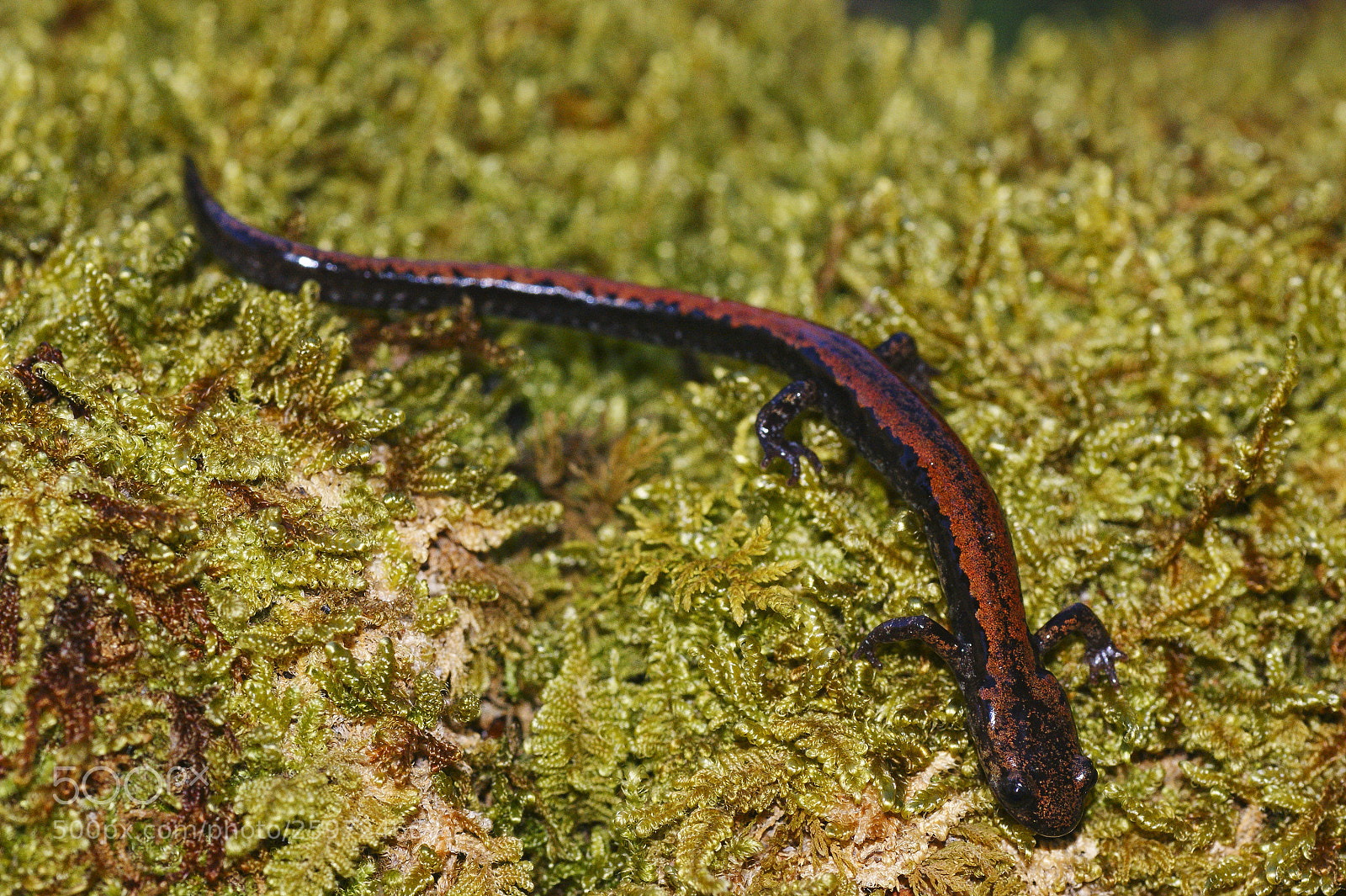 Sony Alpha DSLR-A350 sample photo. Macro of golden-striped salamander. photography