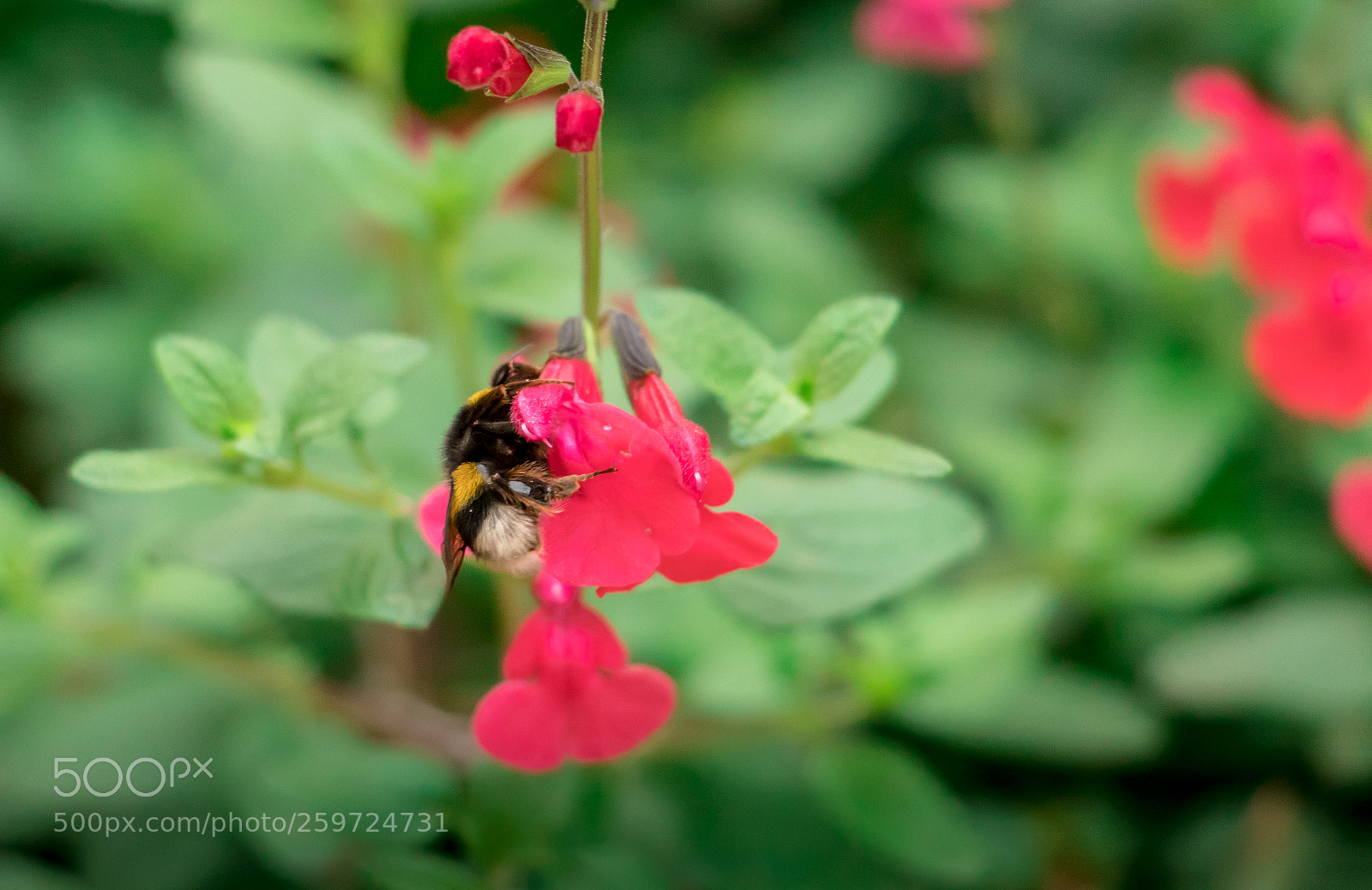 Canon EOS 80D sample photo. Love photography