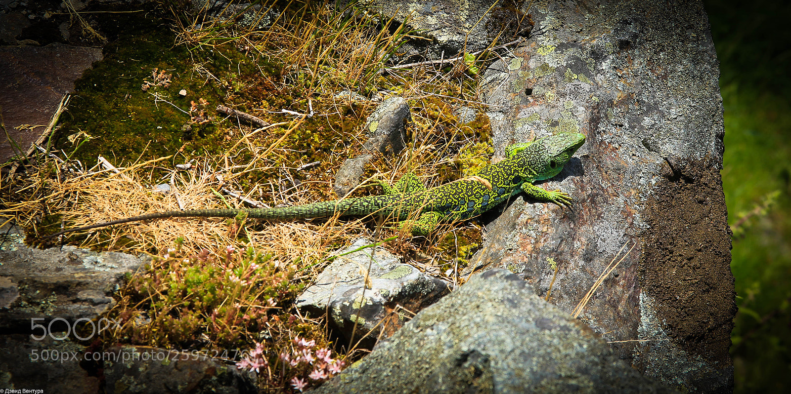 Canon EOS 700D (EOS Rebel T5i / EOS Kiss X7i) sample photo. Lizard photography