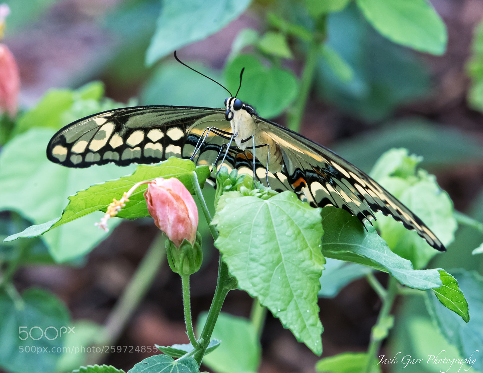 Canon EOS-1D X Mark II sample photo. Giant swallowtail butterfly front photography