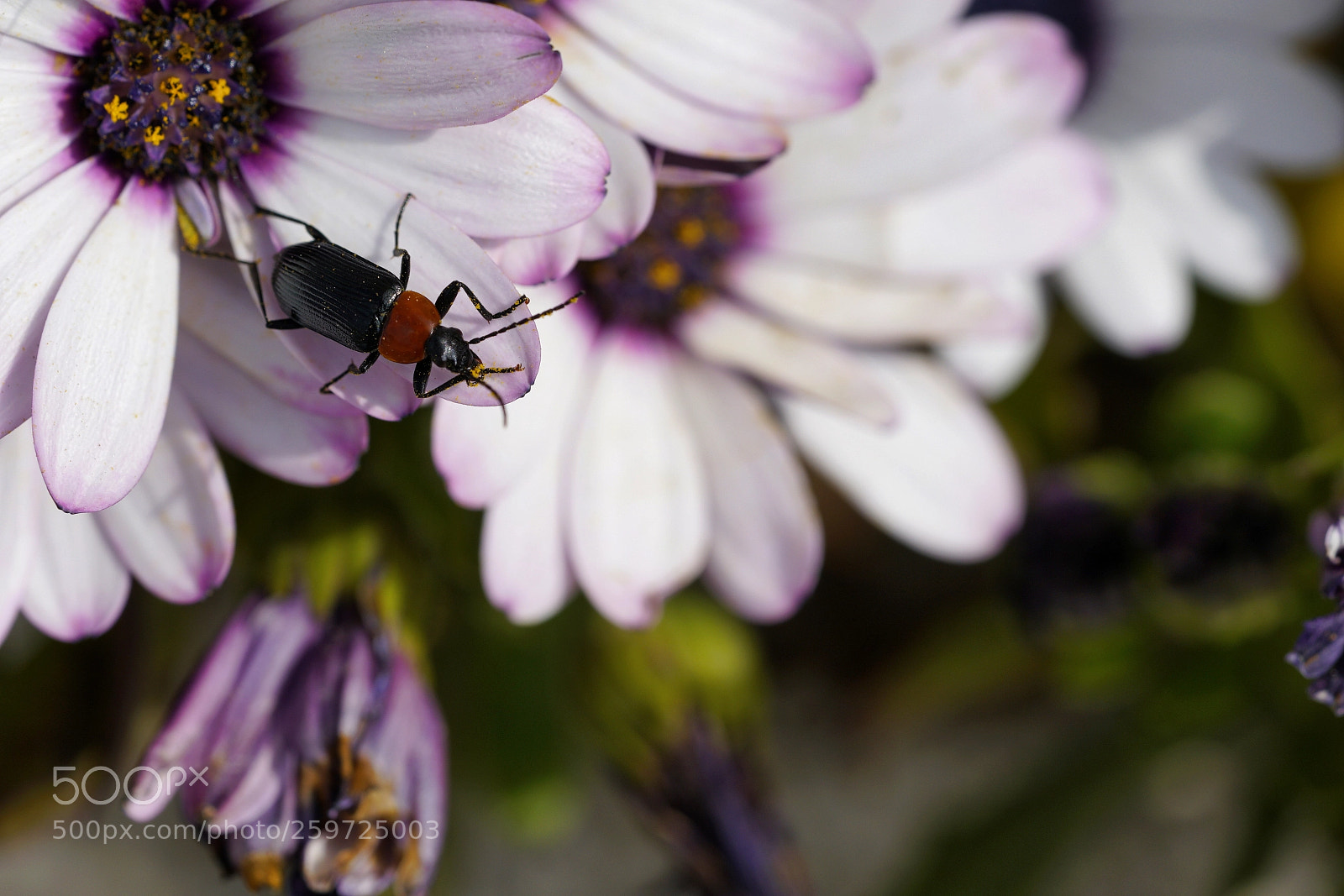 Sony a7R II sample photo. Cape daisies photography